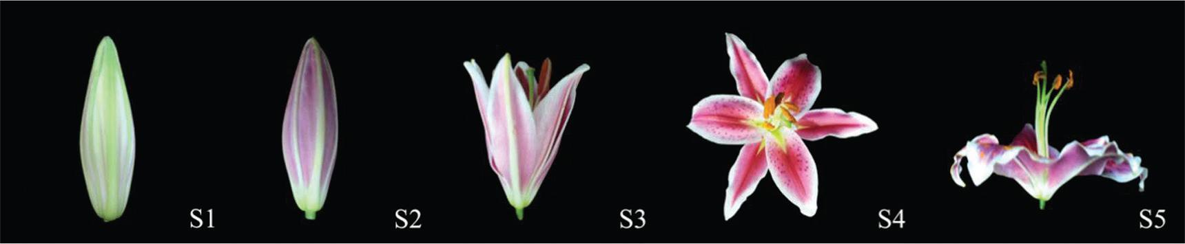 L. orientalis’Sorbonne’ flower development stages: (S1) green bud stage, (S2) pink bud stage, (S3) halfopening stage, (S4) full blooming stage and (S5) decay stage.