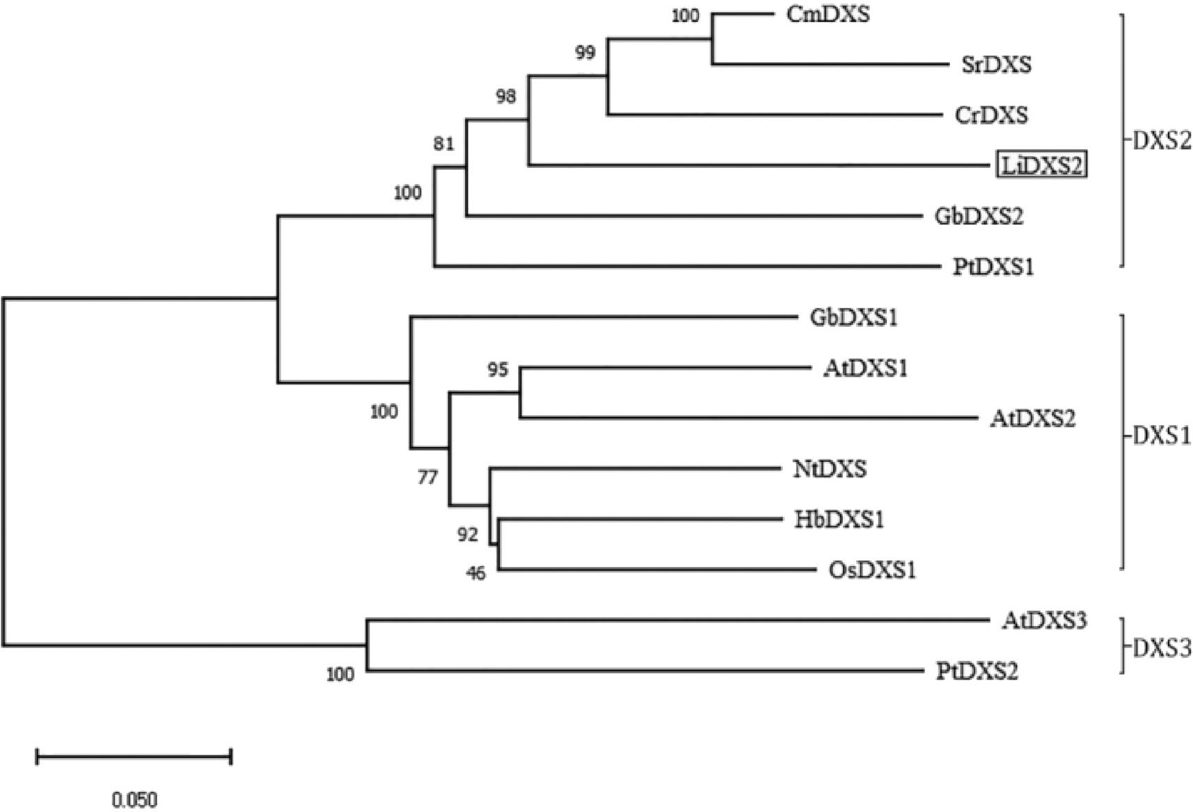 Phylogenetic analysis of LiDXS2 and DXS from other plants: GbDXS1 (Ginkgo biloba DXS1, AAS89341.1); GbDXS2 (Ginkgo biloba DXS2, AAR95699.1); AtDXS1 (Arabidopsis thaliana DXS1, NP_193291.1); AtDXS2 (Arabidopsis thaliana DXS2, NP_850620.2); AtDXS3 (Arabidopsis thaliana DXS3, NP_196699.1); CmDXS (Chrysanthemum morifolium DXS, BAE79547.1); HbDXS1 (Hevea brasiliensi DXS1, AAS94123.1); CrDXS (Catharanthus roseus DXS, CAA09804.2); OsDXS1 (Oryza sativa DXS1, XP_015640505.1); OsDXS2 (Oryza sativa DXS2, XP_015642490.1); PtDXS1 (Populus trichocarpa DXS1, XP_006381844.1); PtDXS2 (Populus trichocarpa DXS2, XP_024460342.1); NtDXS (Nicotiana tabacum DXS, CBA12009.1); SrDXS (Stevia rebaudiana DXS, CAD22155.2) and AaDXS (Artemisia annua DXS, PWA87995.1).