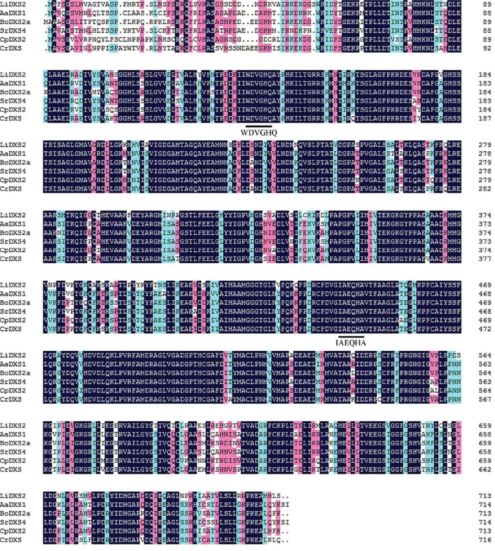 Amino acid sequence homology comparison alignment of LiDXS2 and DXS from other plants: AaDXS1 (Artemisia annua DXS1, PWA87995.1); BoDXS2a (Bixa orellana DXS2a, AMJ39460.1); SrDXS (Stevia rebaudiana DXS4, ALJ30089.1); CpDXS2 (Crataegus pinnatifida var. major DXS2, ALL29183.1) and CrDXS (Catharanthus roseus DXS, CAA09804.2).