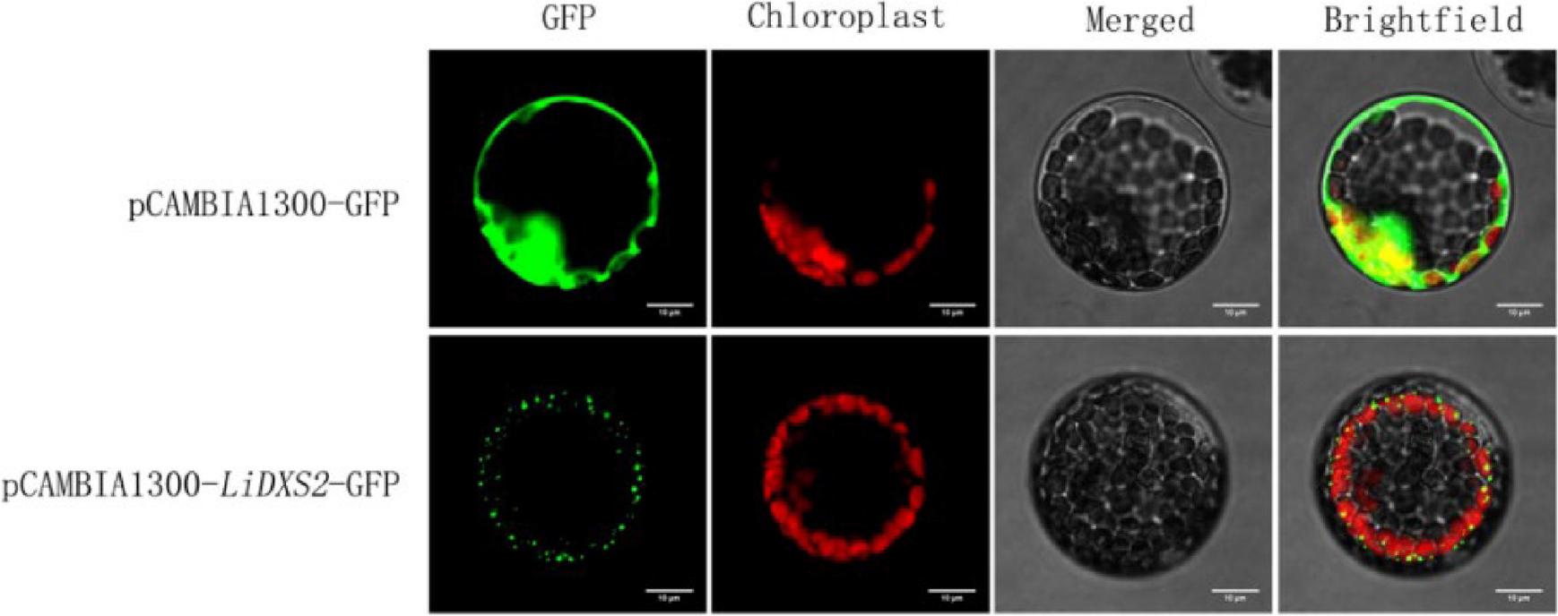 Subcellular localisation of LiDXS2. The fusion proteins PCAMBIA1300-LiDXS2-GFP and PCAMBIA1300-GFP as control proteins were detected using a confocal laser scanning microscope. Bar = 10 μm.
