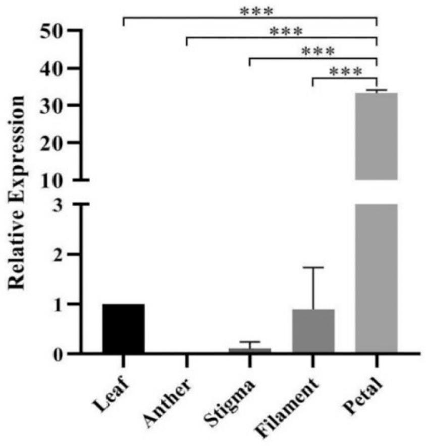 Relative expression levels of LiDXS2 in different flower parts at the first full-blooming day. ***p < 0.001.