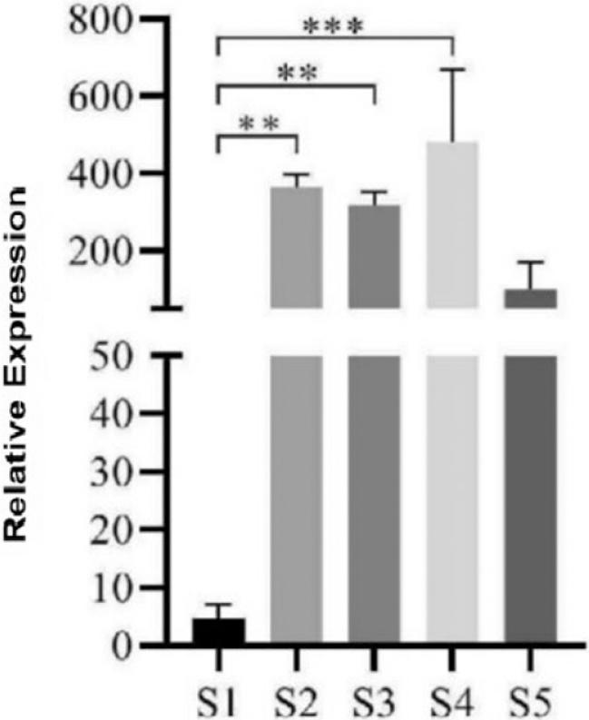 Relative expression analysis of flower developmental stage of the LiDXS2 gene in the Lilium Oriental hybrids. (S1) Green bud stage, (S2) pink bud stage, (S3) half-opening stage, (S4) full blooming stage and (S5) decay stage. ***p < 0.001.