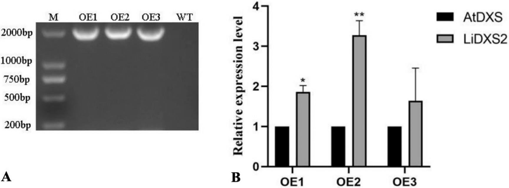 Identification of transgenic A. thaliana: (A) agarose gel electrophoresis of transgenic plants; (M) DL2000 DNA marker; (OE1, OE2, OE3) expression level of LiDXS2 in transgenic plants, (B) expression level of LiDXS2 in transgenic plants.