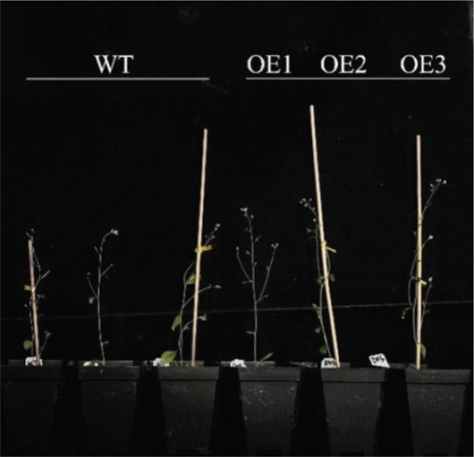 Phenotype observation of T3-generation positive plants in transgenic Arabidopsis; (OE1, OE2, OE3) expression level of LiDXS2 in transgenic plants, (WT) wild type.