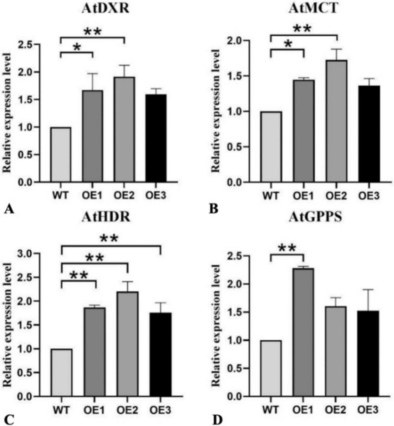 Gene expression levels in transgenic A. thaliana. (A) AtDXR; (B) AtMCT; (C) AtHDR and (D) AtGPPS. The expression levels of MEP pathway-related genes in different transgenic lines were determined by qRT-PCR. A. thaliana Actin (AtActin) was used as the internal reference. (OE1, OE2, OE3) expression level of LiDXS2 in transgenic plants, (WT) wild type. The columns represent average expression values for each line and the error bars show the standard deviation of three biological replicates. The GraphPad statistical analysis was used for testing significant differences in expression levels. *p < 0.05, **p < 0.01.