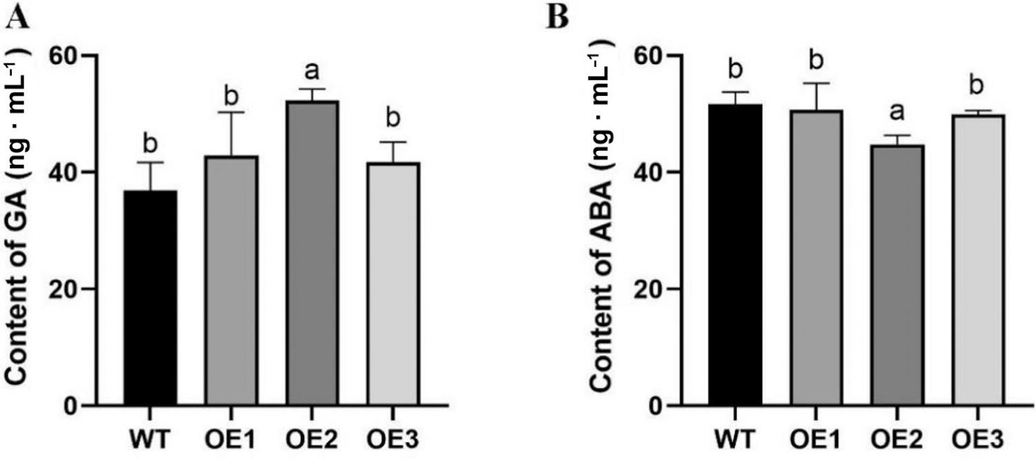 Determination of ABA and GA contents in LiDXS2 transgenic Arabidopsis and WT Arabidopsis. (A) GA content of transgenic and WT of A. thaliana leaves; (B) ABA content of transgenic and WT of A. thaliana leaves. (OE1, OE2, OE3) expression level of LiDXS2 in transgenic plants, (WT) wild type. “a”: significant difference at p < 0.05.