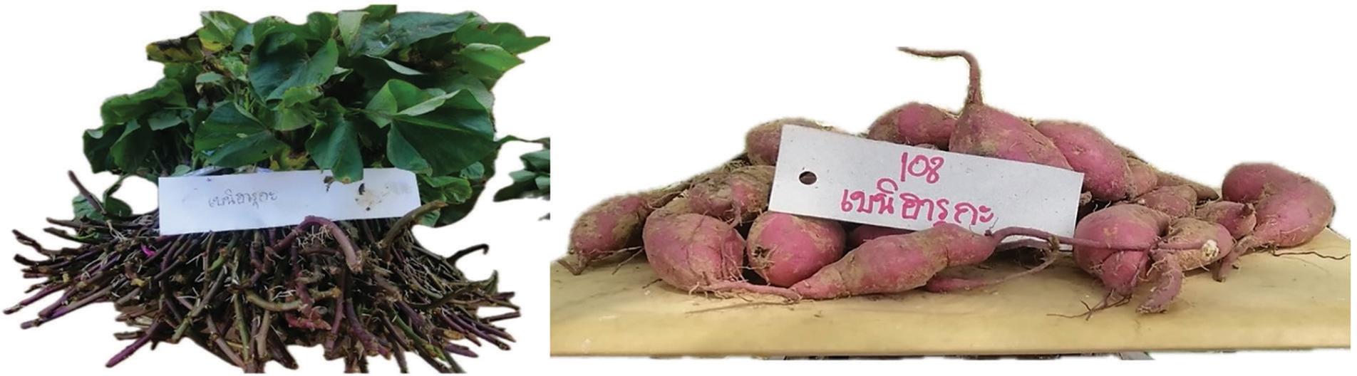 SR 2022/01 Beniharuka genotype.