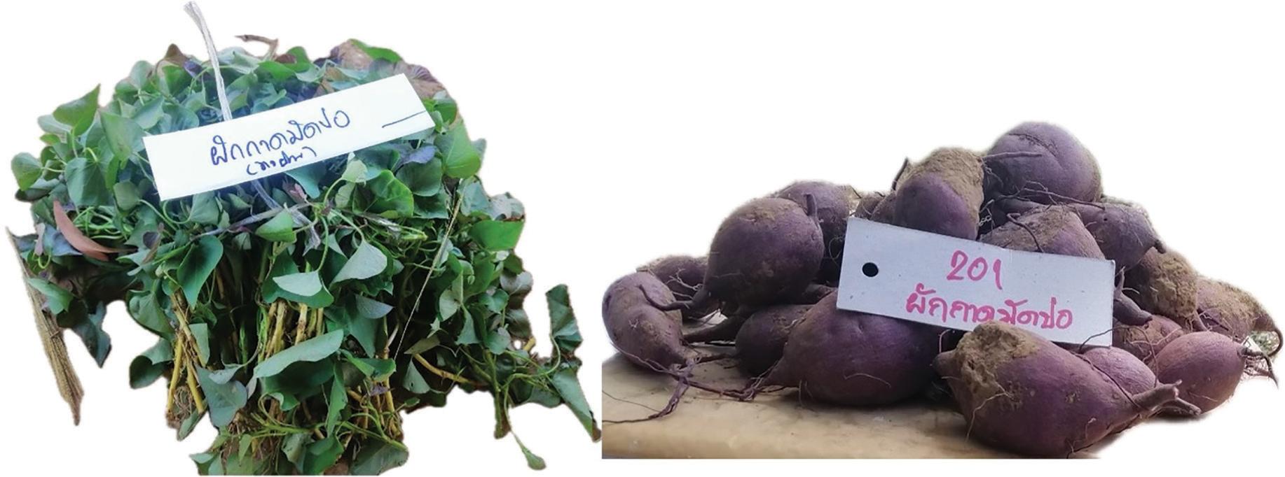 KS 2022/02 Pakkadmadpor genotype.