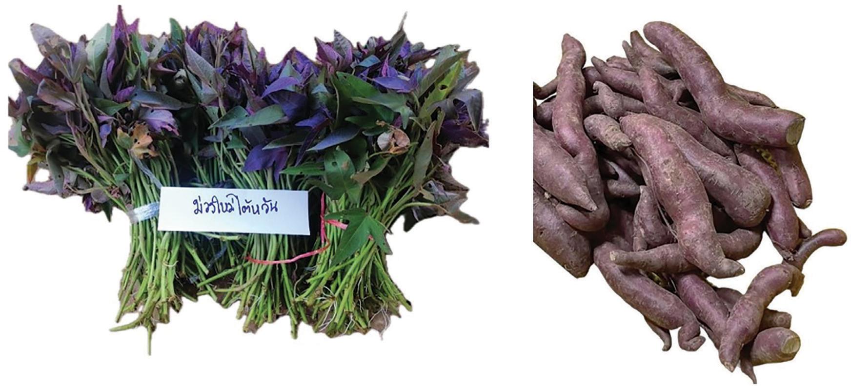 SR 2022/04 Moangmaitaiwan genotype.