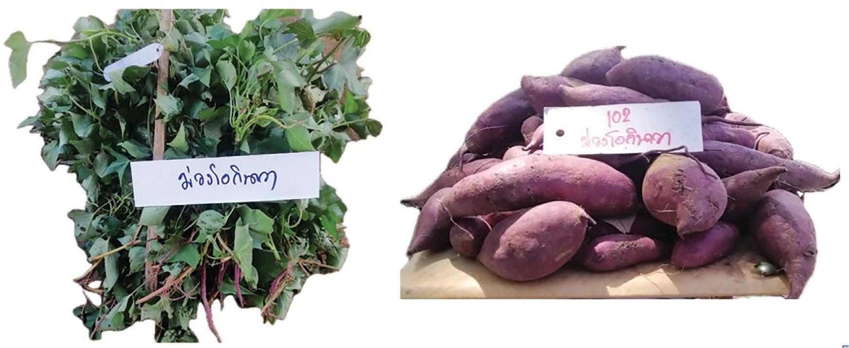 SR 2022/05 Moangokinava genotype.