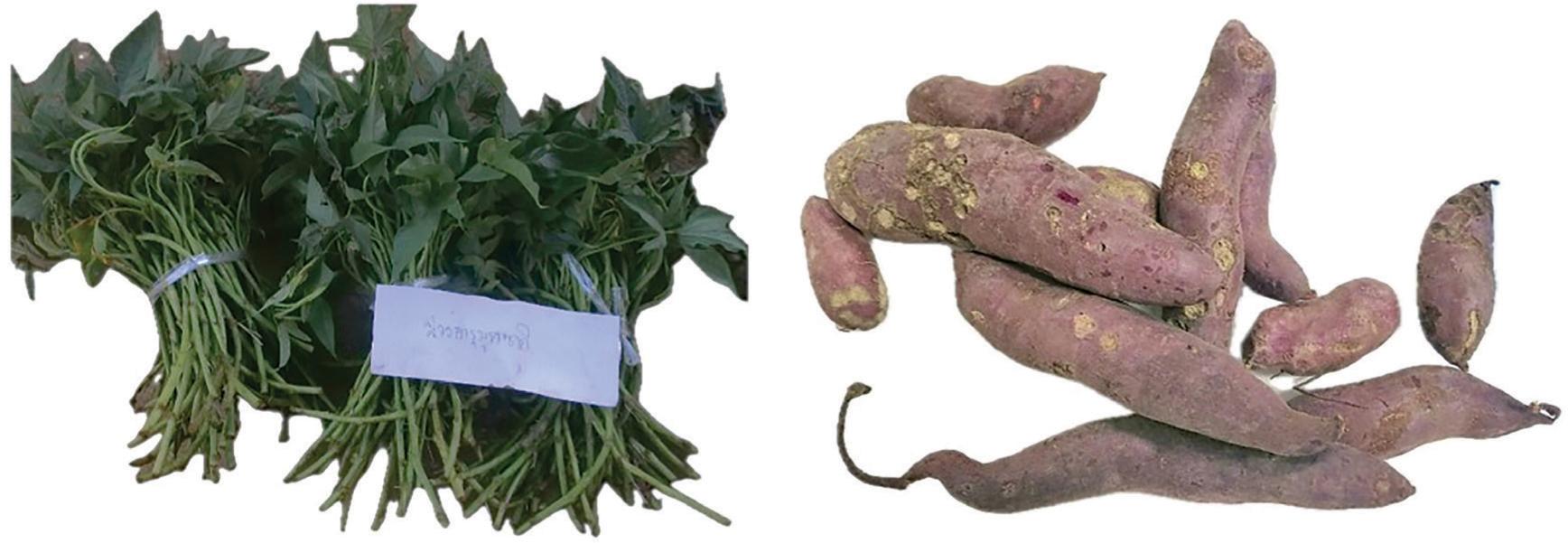 SR 2022/06 Moangharumurazaki genotype.