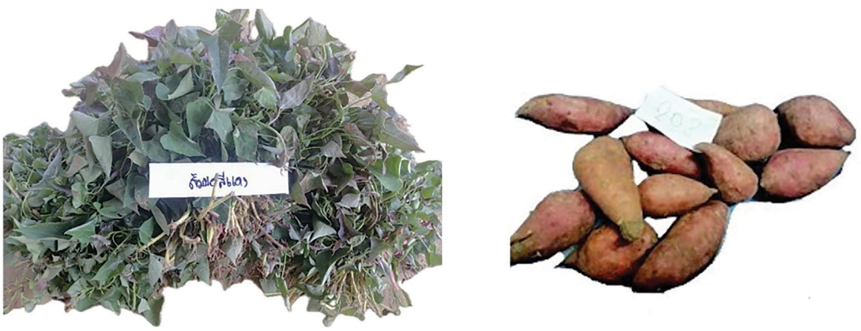 KS 2022/07 Somporsidang genotype.