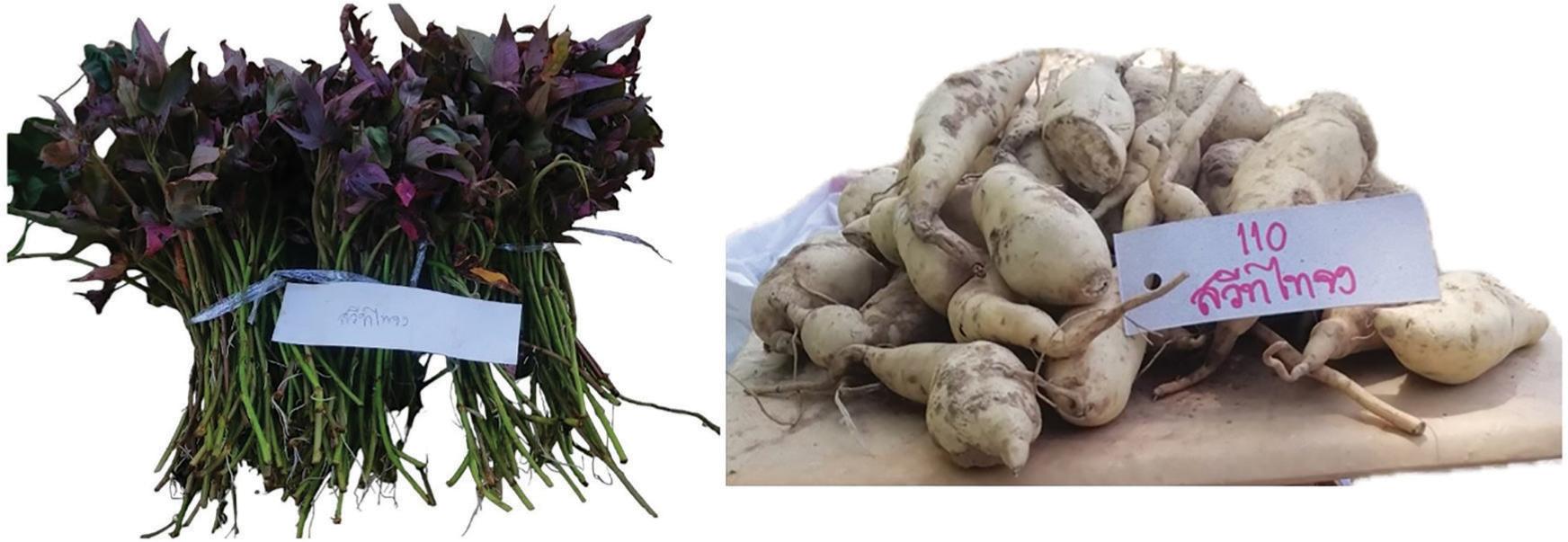 KS 2022/08 Sweetthijong genotype.