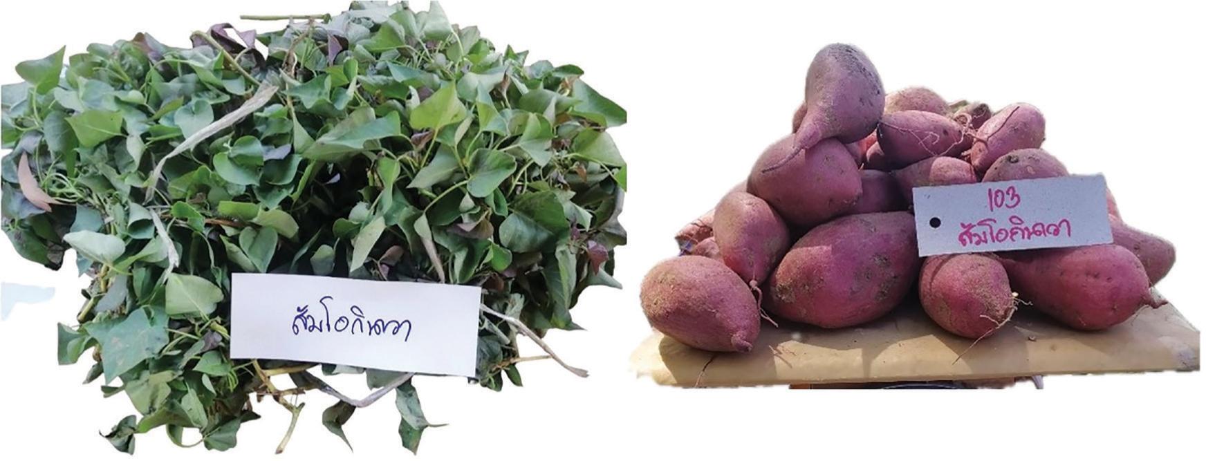 SR 2022/09 Somokinava genotype.