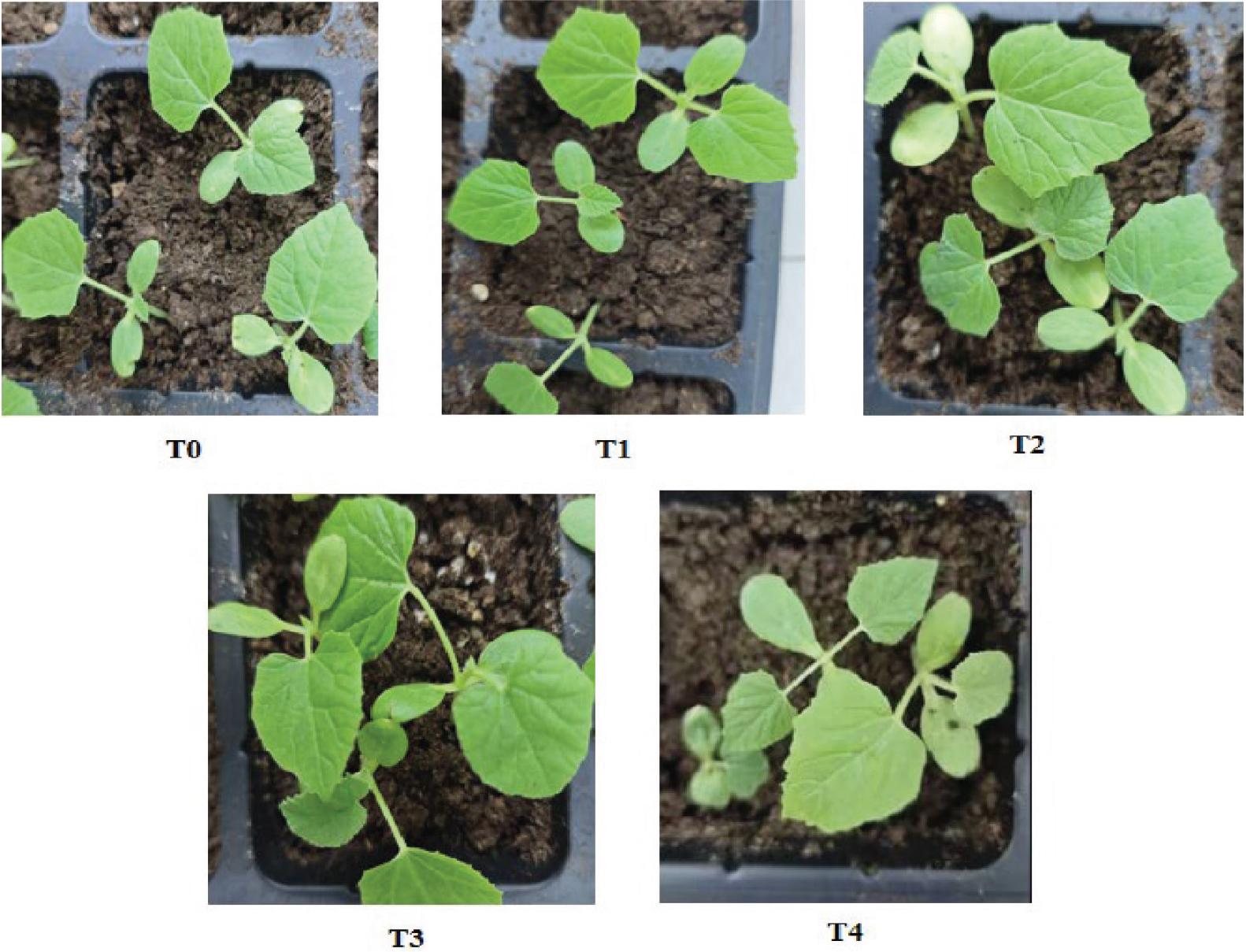 Growth of melon seedlings after soaking in different concentrations of DA-6. DA-6, diethyl aminoethyl hexanoate.