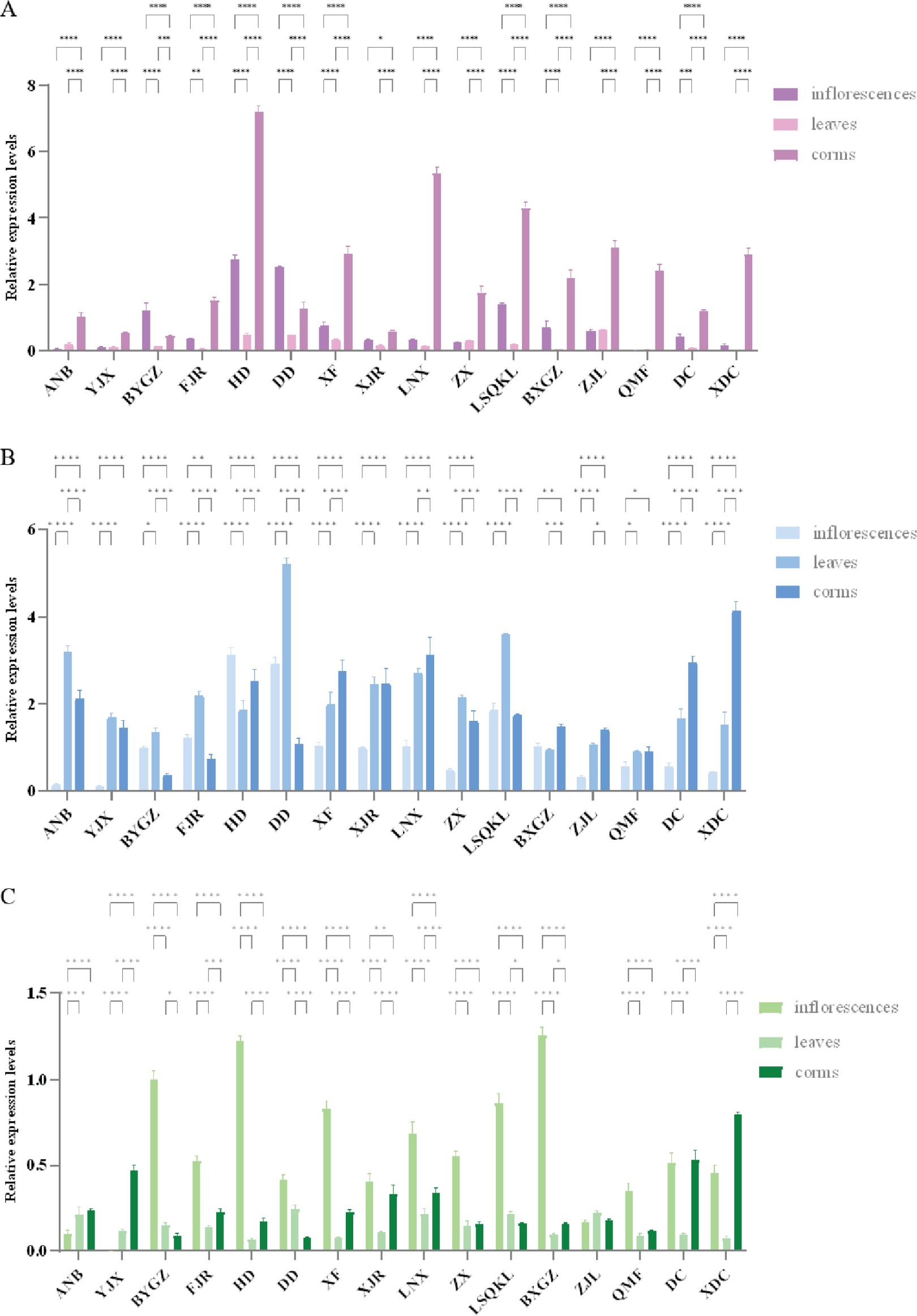 RT-qPCR of CURS1, CURS2 and CURS3 in C. alismatifolia. Note: (A) RT-qPCR of CURS1 in C. alismatifolia, (B) RT-qPCR of CURS2 in C. alismatifolia and (C) RT-qPCR of CURS3 in C. alismatifolia. Comparisons were made within each genotype across tissues. *, **, *** and **** represent p < 0.05, p < 0.01, p < 0.001 and p < 0.0001. ANB, Cherry Anna Princess (white); BXGZ, Snow White; BYGZ, Silver Princess; CURS1, curcumin synthase 1; CURS2, curcumin synthase 2; CURS3, curcumin synthase 3; DC, Solo; DD, Doitung; FJR, Jasmine Pink; HD, Butterfly; LNX, Lanna Snow; LSQKL, Green Chocolate; QMF, Chiang Mai Pink; RT-qPCR, reverse transcription quantitative polymerase chain reaction; XDC, NewSolo; XF, Twister; XJR, Giant; YJX, YuKi; ZJL, X3; ZX, Siam TM Scarlet.
