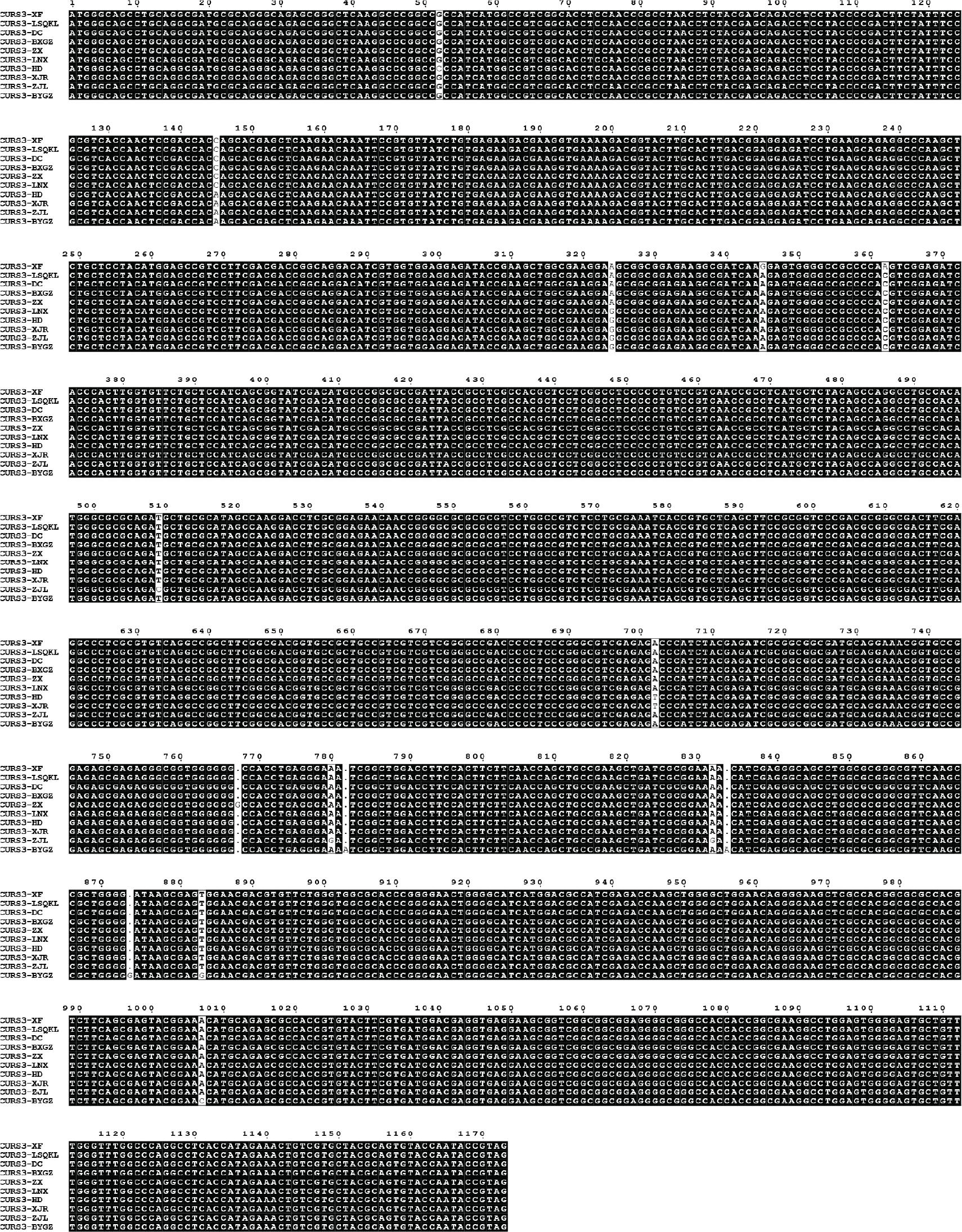 Sequence alignment of the CURS3 gene. BXGZ, Snow White; BYGZ, Silver Princess; CURS3, curcumin synthase 3; DC, Solo; HD, Butterfly; LNX, Lanna Snow; LSQKL, Green Chocolate.; XF, Twister; XJR, Giant; ZJL, X3; ZX, Siam TM Scarlet.