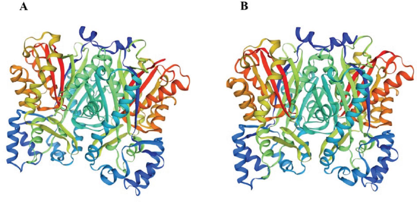 Protein 3D structure prediction and alignment.
Note: (A) CURS2 protein and (B) CURS3 protein. CURS2, curcumin synthase 2; CURS3, curcumin synthase 3.