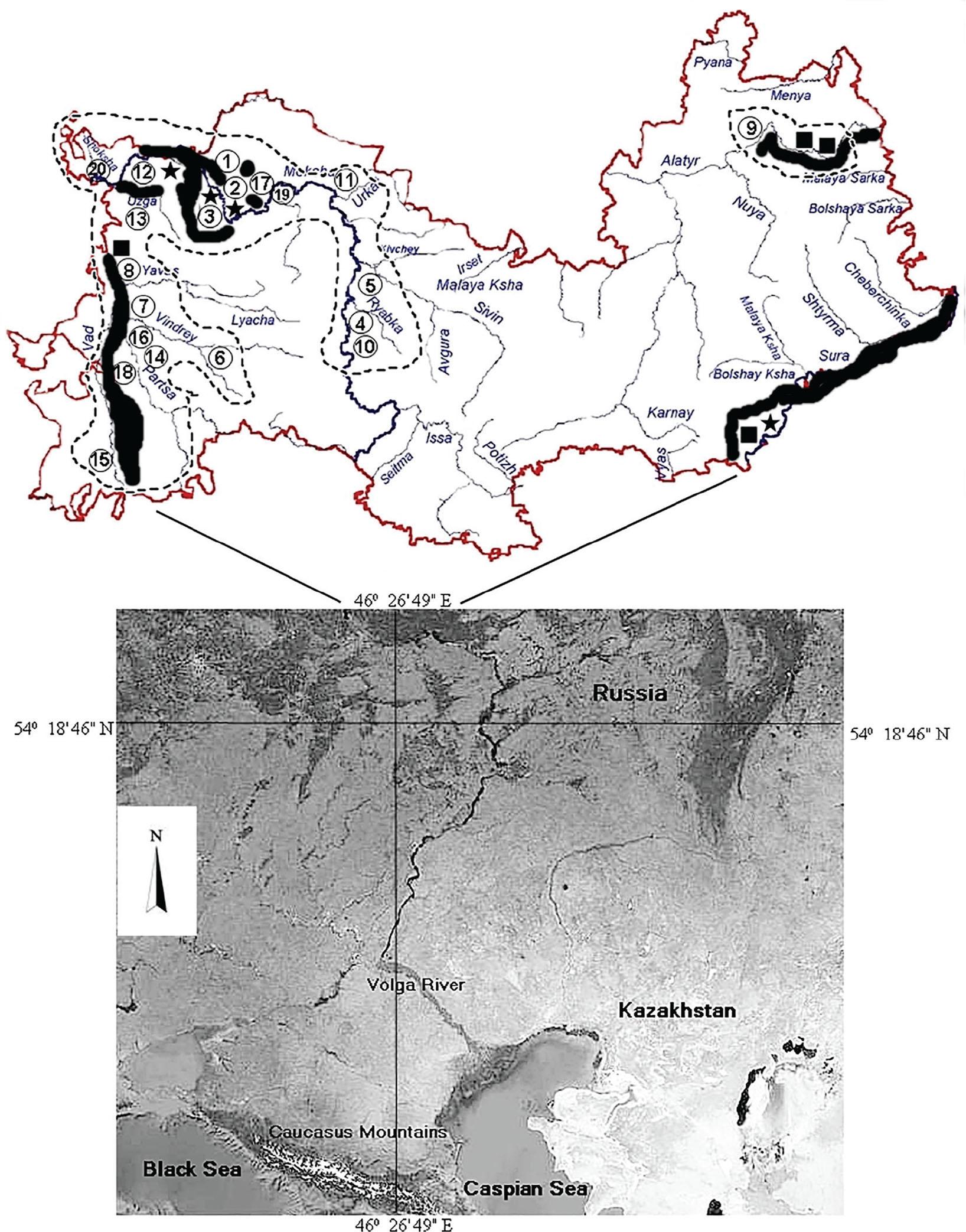 Past and present distribution of the Russian desman in Mordovia. Note: the dotted line indicates the current range of the species within the region, the black fill indicates the distribution area until 1970 (Borodin 1963, 1970). ★ – Stationary observation points for desmans set up by L.P. Borodin (1970); I.S. Tereshkin (1971); N.K. Shidlovskaya (2018). ■ – Desman registration points in 1982 (Report, 1982) ① to ⑳ – Desman registration points according to the results of this research; the point numbering is given in the Table 1.