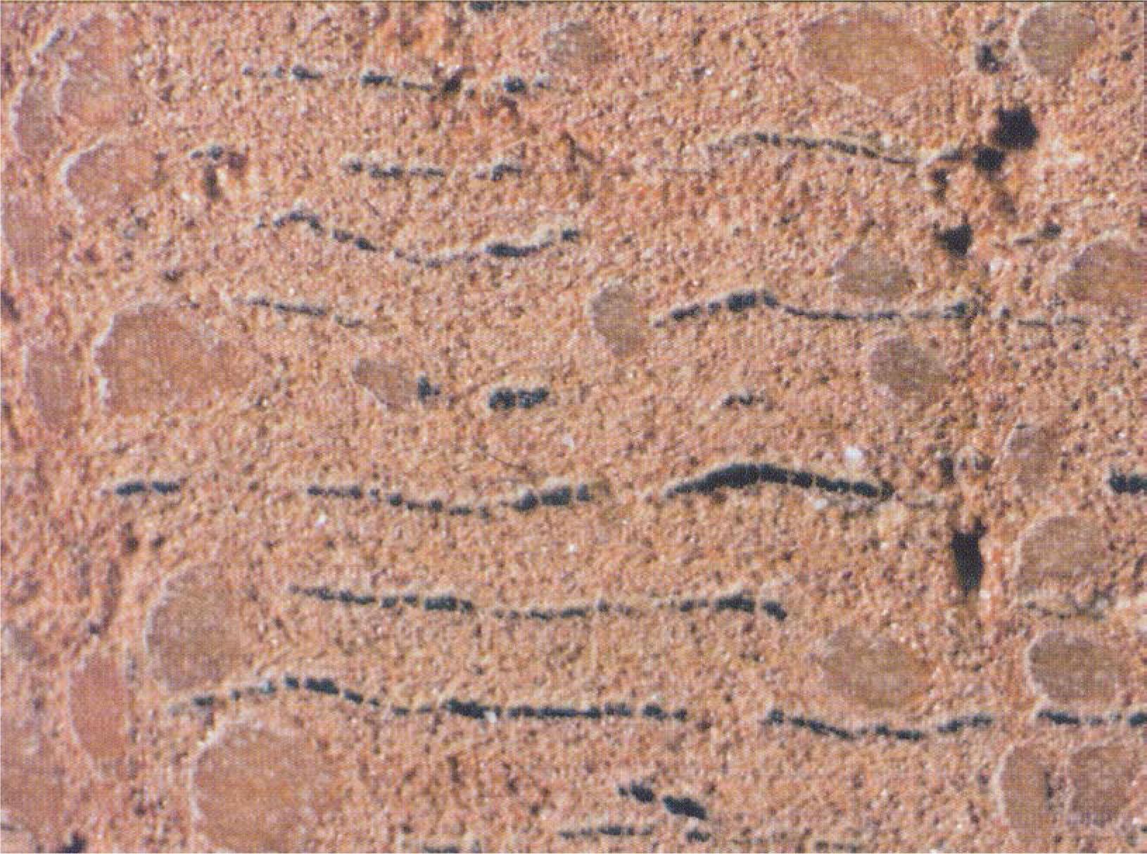 A sandpapered disc of lime outer bark (magnification approximately 15 times). The horizontal discontinuous rows mark the annual increments of the outer bark. Radial channels run through the discontinuation points. The radial channels are almost parallel near the bottom of the outer bark but converge at the top. The point of convergence of the radial channels marks the beginning of the outer bark growth. If the crest (top) of the outer bark is missing, the radial channels do not converge on the image plane (Rohtla, 1998).