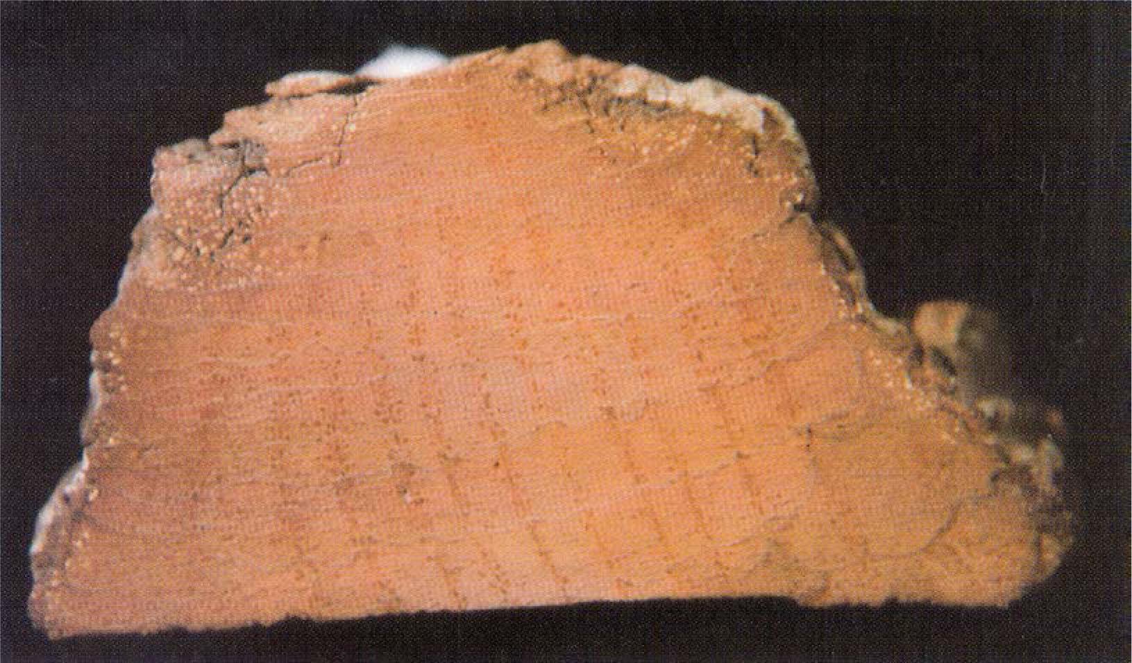An approximately two-fold magnified image of a sandpapered disc of the outer bark of an oak (Rohtla, 1998).