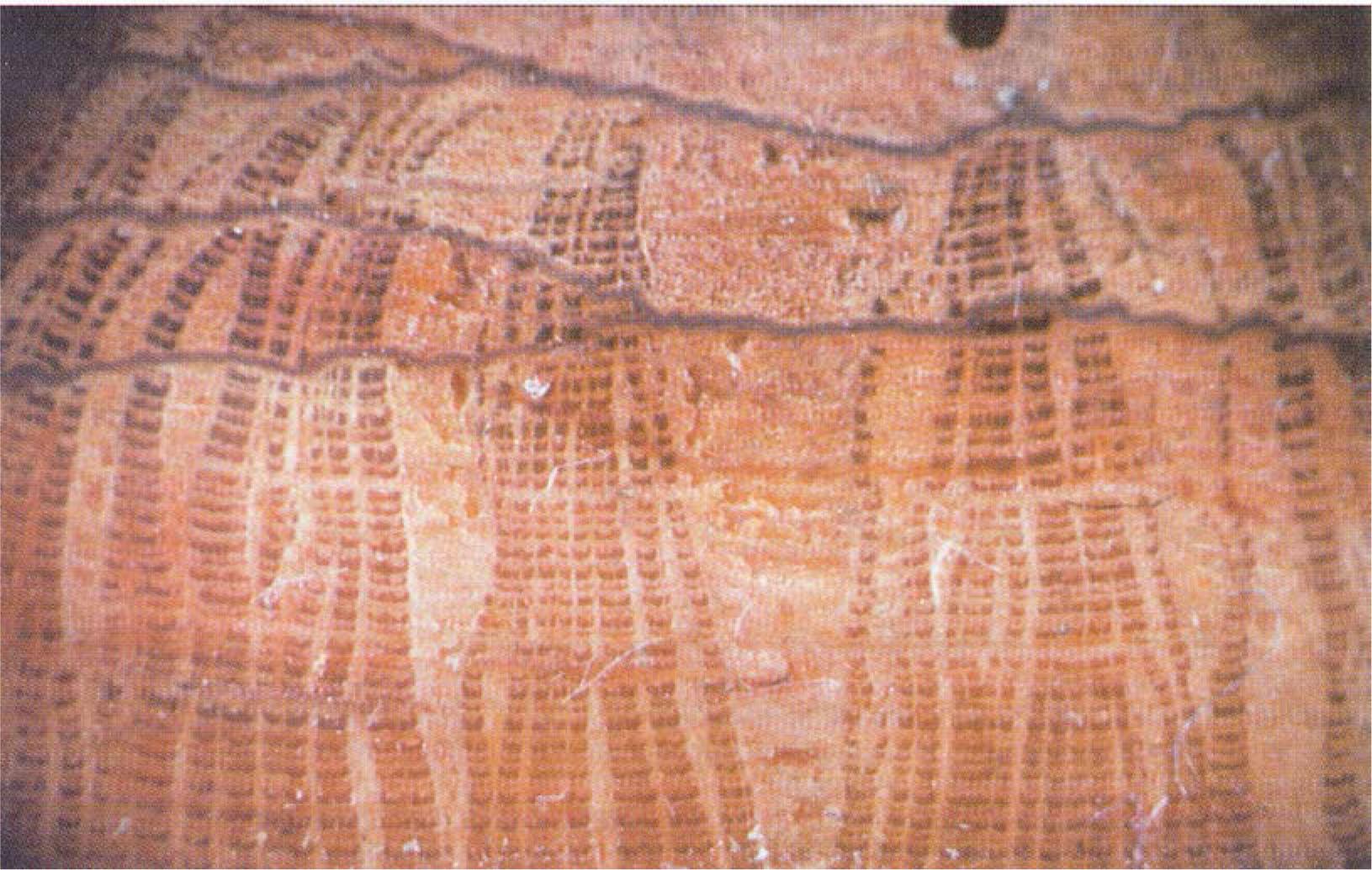 An image of a sandpapered disc of the outer bark of an oak, magnified 30–35 times (Rohtla, 1998).