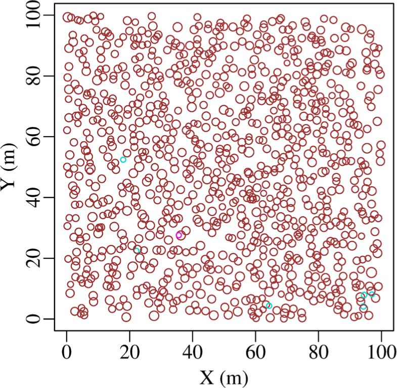 Map of alive trees in RAMI pine stand in 2019. The symbols are scaled according to tree size. Brown corresponds to pine, cyan to birch, magenta to spruce.
Joonis 5. RAMI männiku kasvavate puude kaart aastal 2019. Sümbolid on skaleeritud kujutamaks puude suurust, värvid vastavad metsakorralduse juhendile.