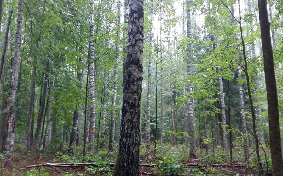 RAMI birch stand at Järvselja, Estonia 15 August 2018