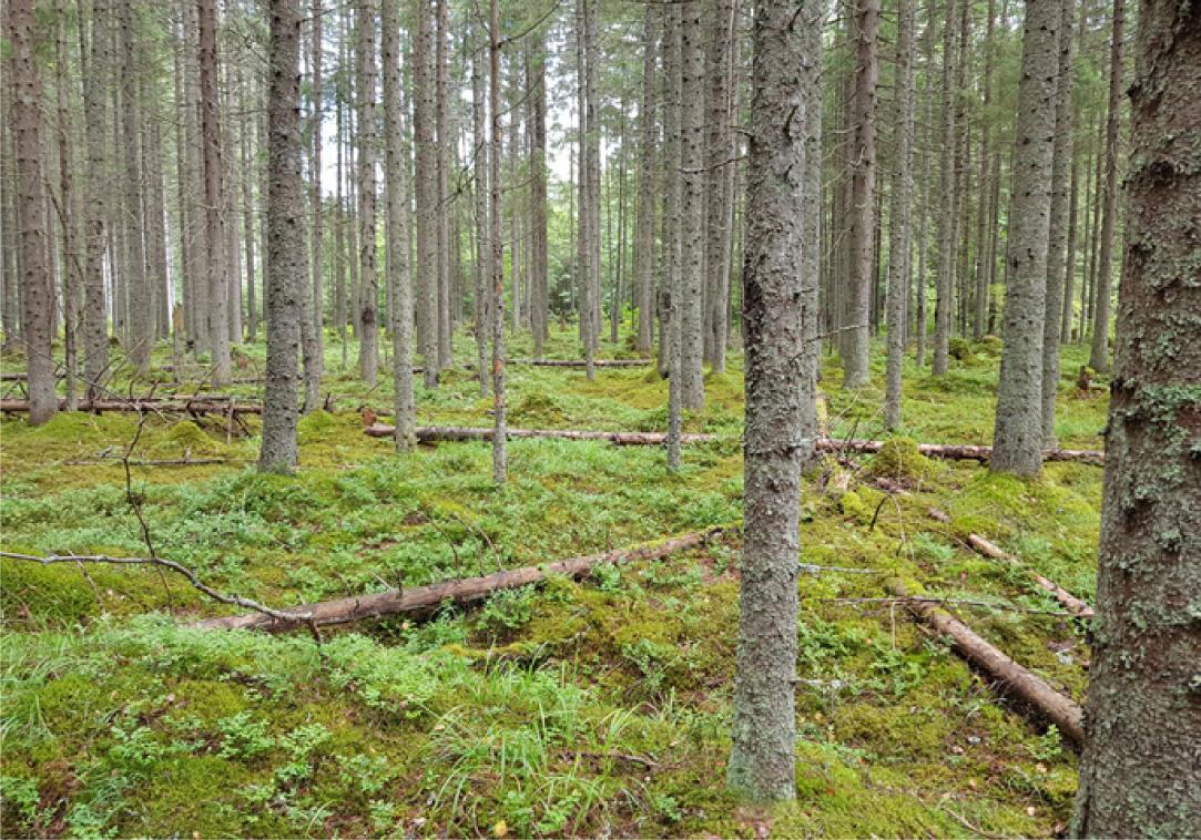 RAMI spruce stand at Järvselja, Estonia 01 August 2019