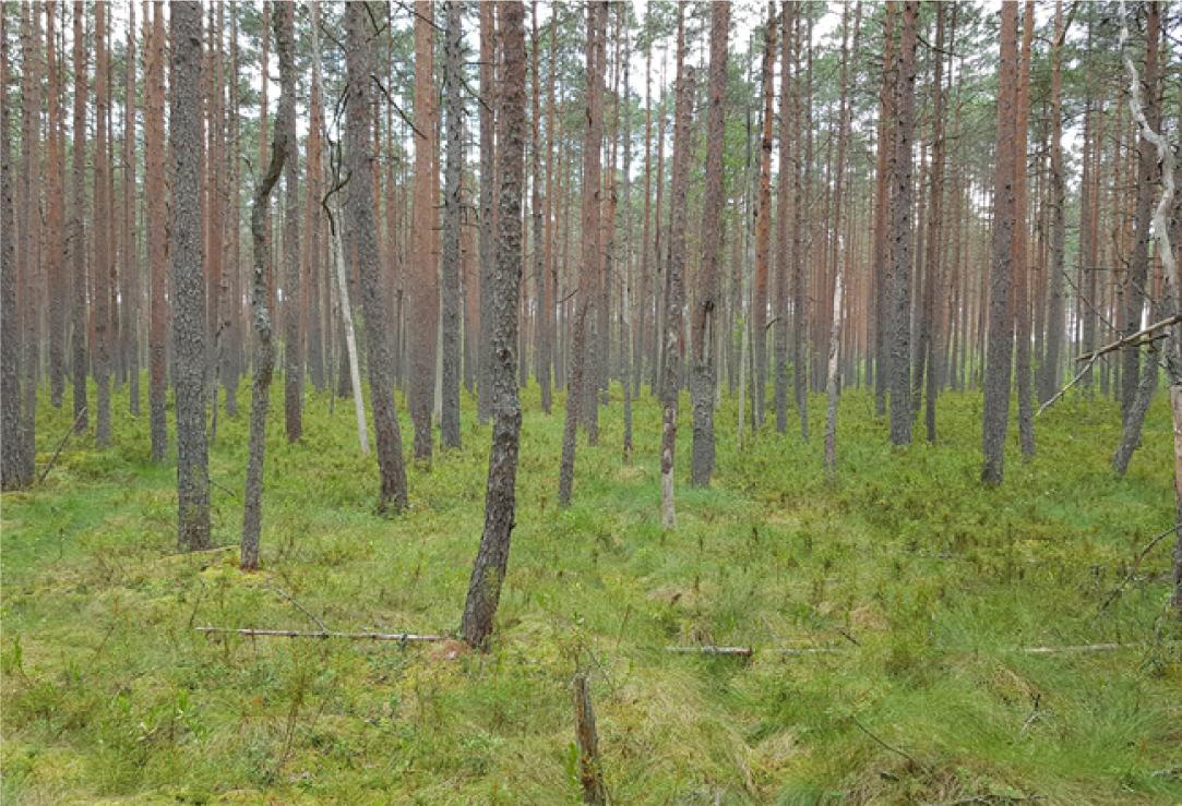 RAMI pine stand at Järvselja, Estonia 01 August 2019