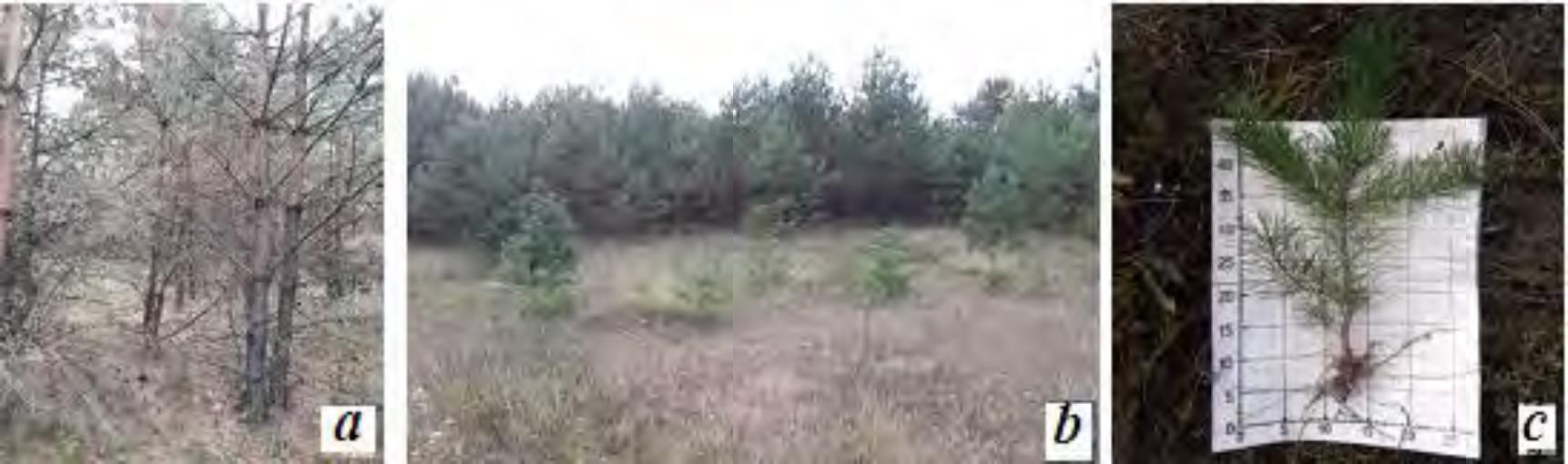 Self-seeding of Scots pine on the steep slopes of TP–11: a – curtain placement of the self-seeding on the area; b – general view of a self-seeded stand; c – view of a 5-year-old plant.