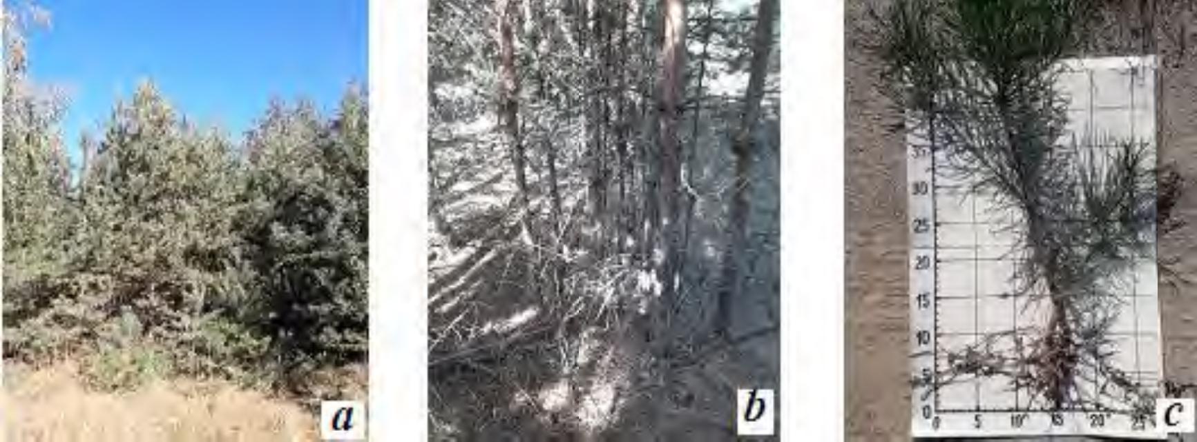 Self-seeding of Scots pine on the steep slopes of TP–12: a – general view of a self-seeded stand; b – curtain placement of the stand on the area; c – view of a 6-year-old plant.