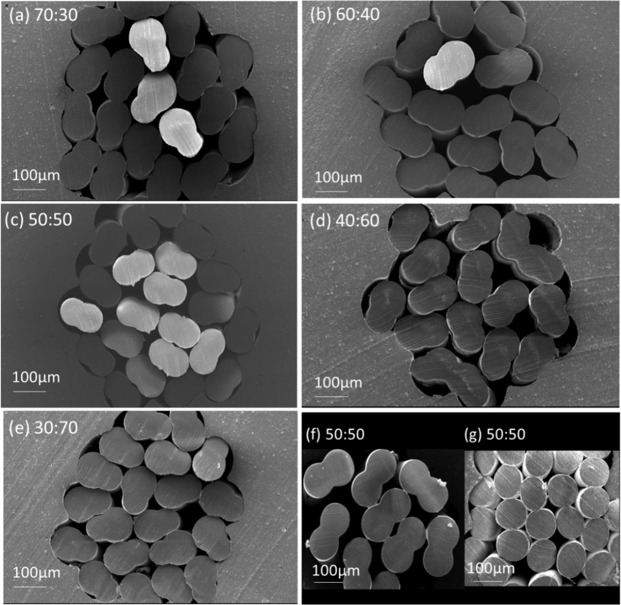 Cross-section SEM images of bicomponent filaments with various H-PET:L-PET ratios. (a) 70:30, (b) 60:40, (c) 50:50, (d) 40:60, (e) 30:70, (f) H-PET: H-PET 50:50, (g) L-PET: L-PET 50:50).
