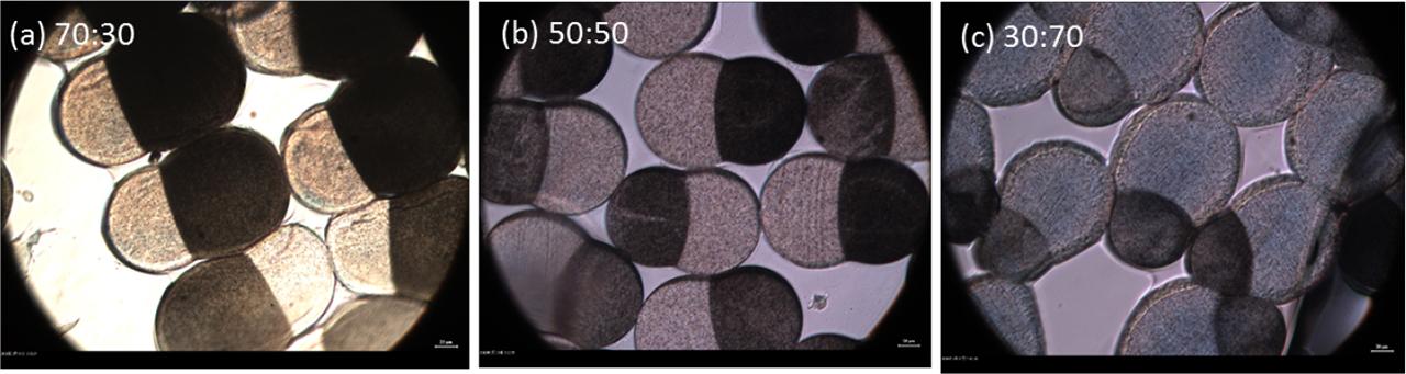 OM images of cross-sections (500×) of coloured H-PET/L-PET SBSBFs with various H-PET:L-PET ratios, where the black component is the high-viscosity component. (a) 70:30, (b) 50:50, (c) 30:70)