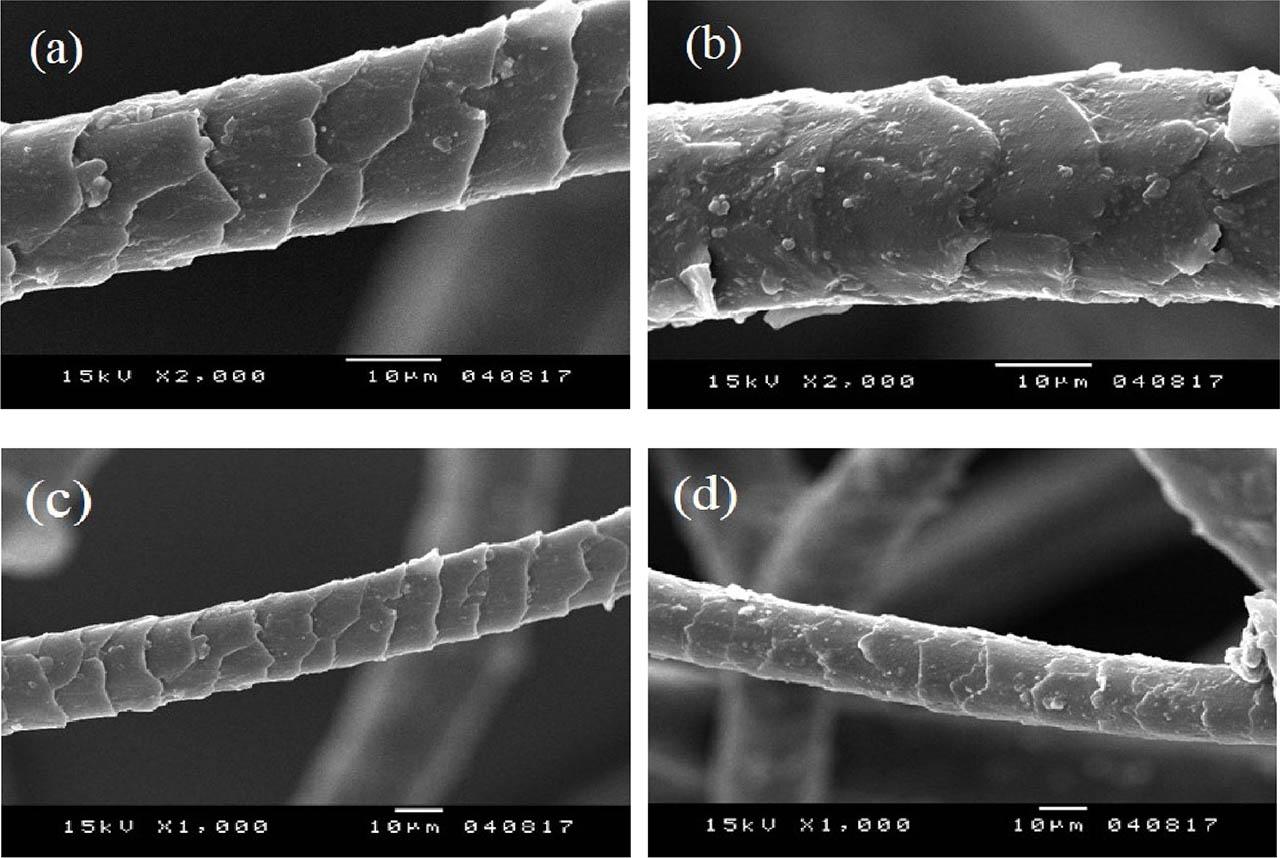 Scanning electron micrographs of (a) raw, (b) pulled wool fibers (□2000), (c) raw, and (d) pulled wool fibers (□1000).