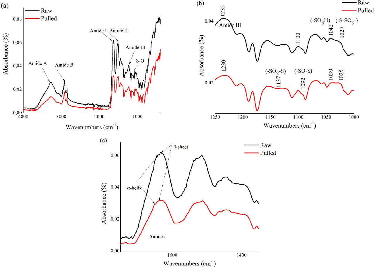 ATR-FTIR spectra of raw and pulled wool fibers; (a) 400–4000 cm−1 region, (b) 1000–1250 cm−1 region, (c) 1350–1750 cm−1 region