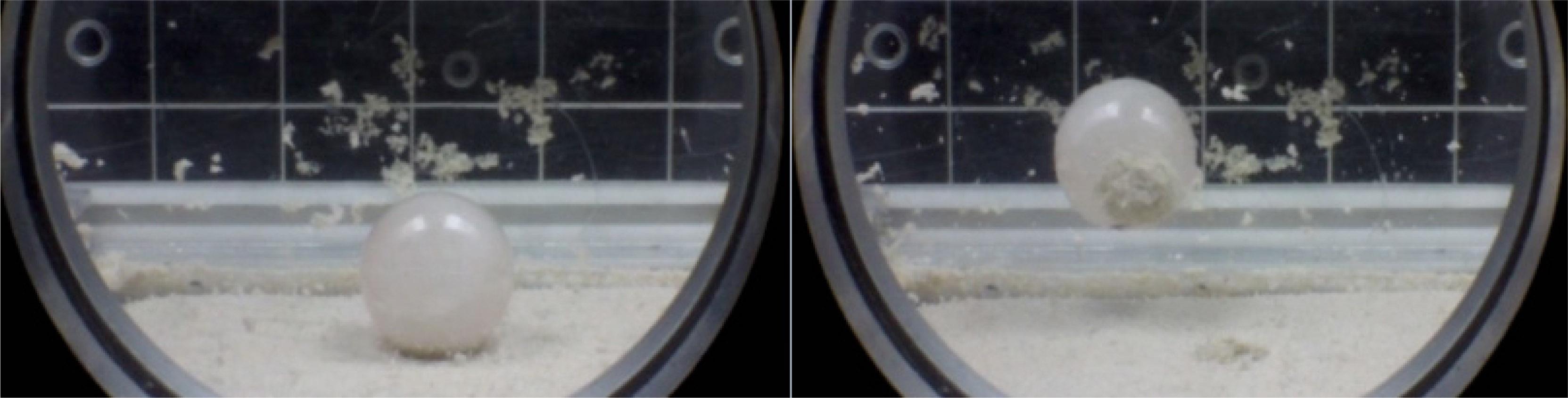 Still frames of a 10-g quartz impactor (left) contacting quartz sand at an impact speed of 23 cm/s and (right) rebounding with observable mass transfer.