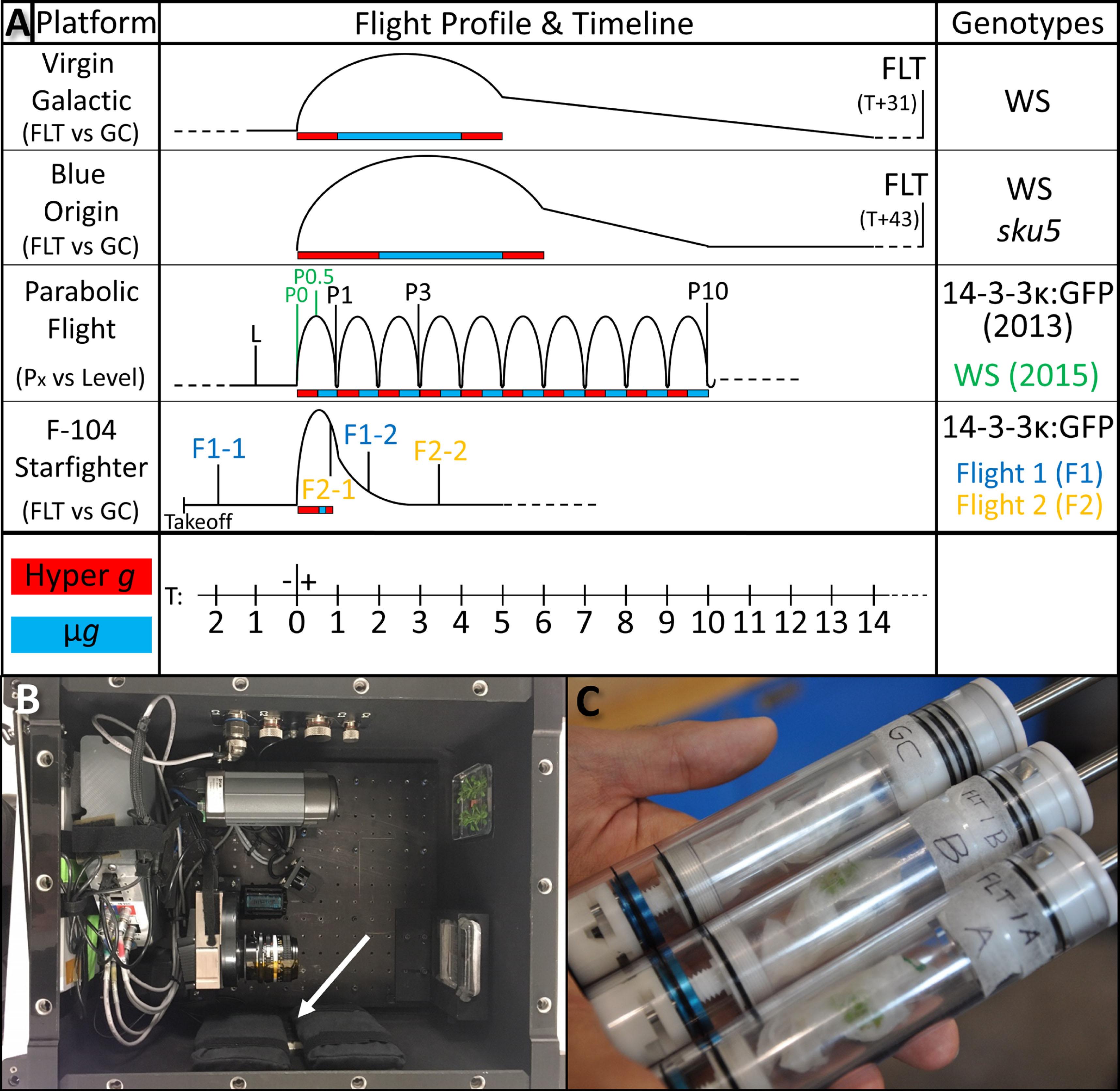 Flight profiles and experimental setup. (A) Basic diagrams of experimental flight profiles with information on fixation time-points, periods of hyper-g and μg, and the genotype(s) used in each experiment. Flight profiles are aligned by the onset of the parabolic stage of flight, designated T0. Harvests are denoted by the identifier used for that time-point, colored according to genotype information. (B) Representative image of Duvetyne-wrapped media plates (indicated by arrow) mounted to the sidewall of the FLEX imager. This setup was used for the BO (imaged) and VG flights. (C) Representative image of the Kennedy Space Center Fixation Tube (KFT) setup used for RNAlater™ fixation of seedlings in the F-104 (imaged), PF2013, and PF2015 experiments. Abbreviations: BO, Blue Origin; FLT, flight condition; GC, ground control; PF, parabolic flight; VG, virgin galactic.