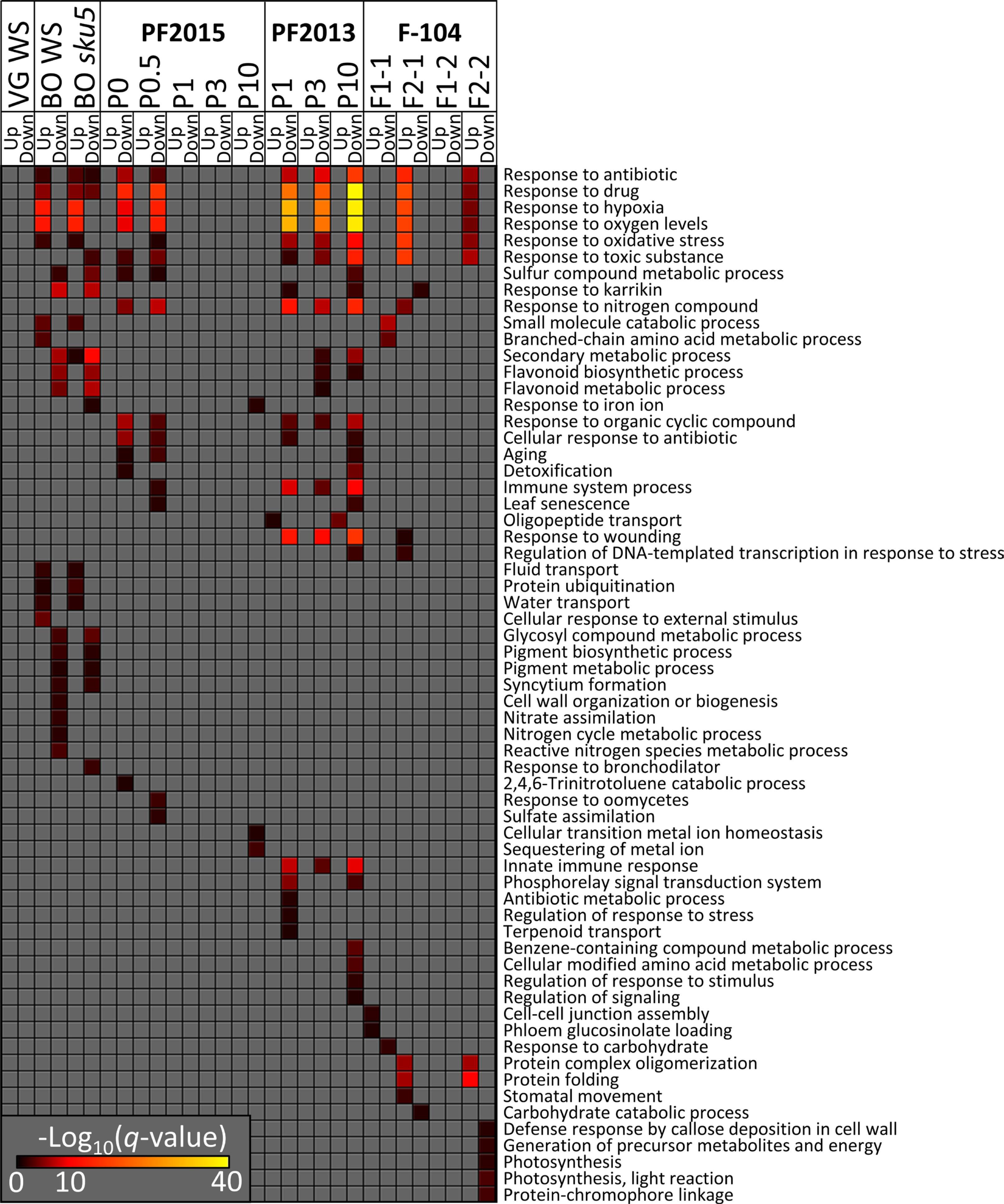 GO term enrichment data. Overrepresented GO terms were identified using lists of DEGs for each experiment and time-point, separated by up- and downregulation. The full list of GO terms overrepresented across any of the experiments was trimmed using the REVIGO tool with the “Small” setting, and a subsequent cutoff to retain terms with <1,000 genes (Supek et al., 2011). The −Log10 transform of the q-values for the significance of the terms’ overrepresentation is represented. GO terms are ordered such that those shared between the most experiments are at the top. Abbreviations: DEGs, differentially expressed genes; GO, gene ontology.