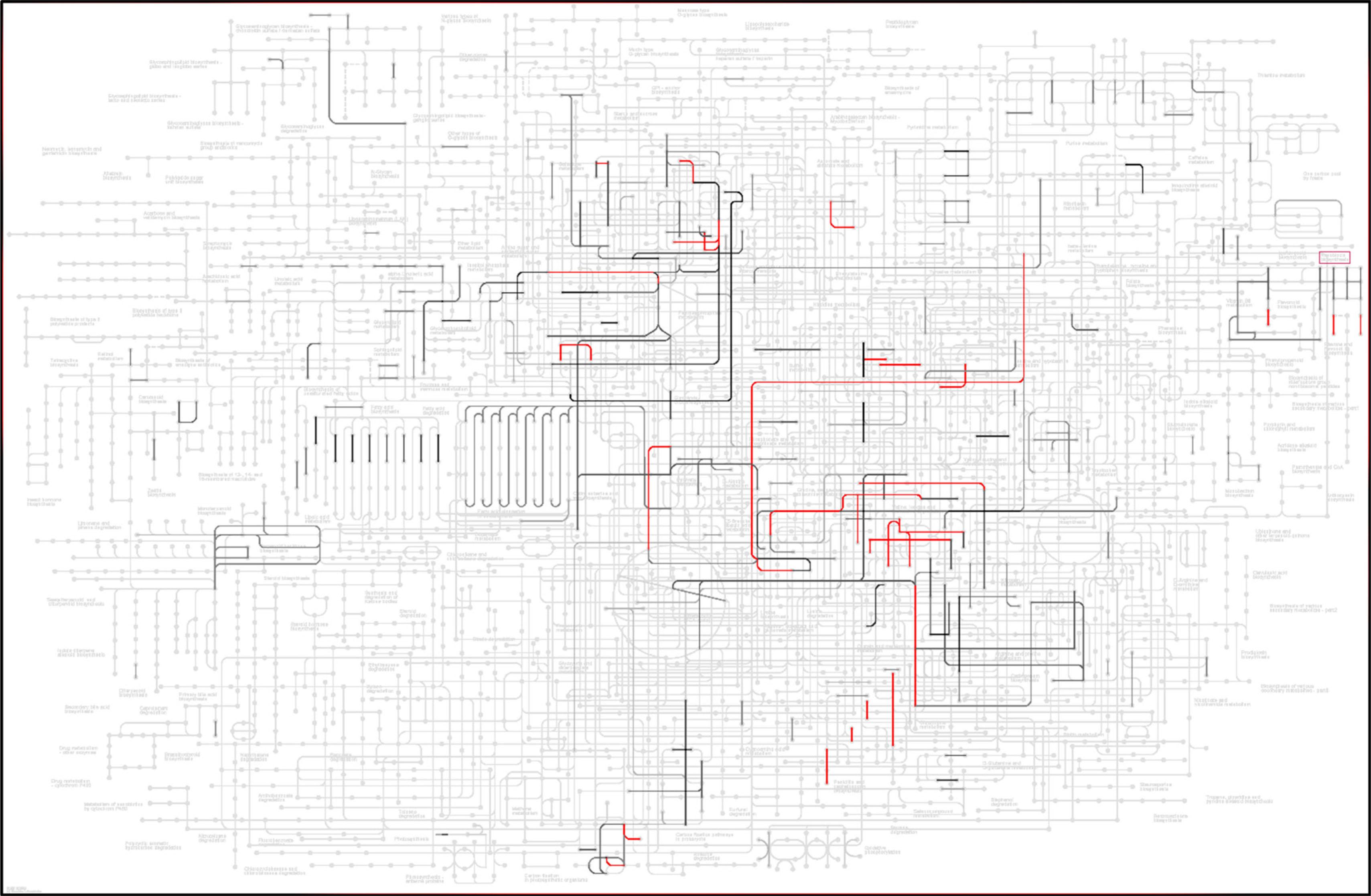 KEGG conserved pathways. The KEGG metabolic pathways overview map representing the BO WS, PF2013, PF2015, and F-104 datasets. Pathways associated with DEGs in the datasets are colored based on their conservation, with red representing pathways altered in all four datasets. Black lines reflect lesser degrees of conservation between the experiments, where darker lines equate to higher levels of conservation. Abbreviations: BO, Blue Origin; DEGs, differentially expressed genes; KEGG, Kyoto Encyclopedia of Genes and Genomes; PF, parabolic flight.
