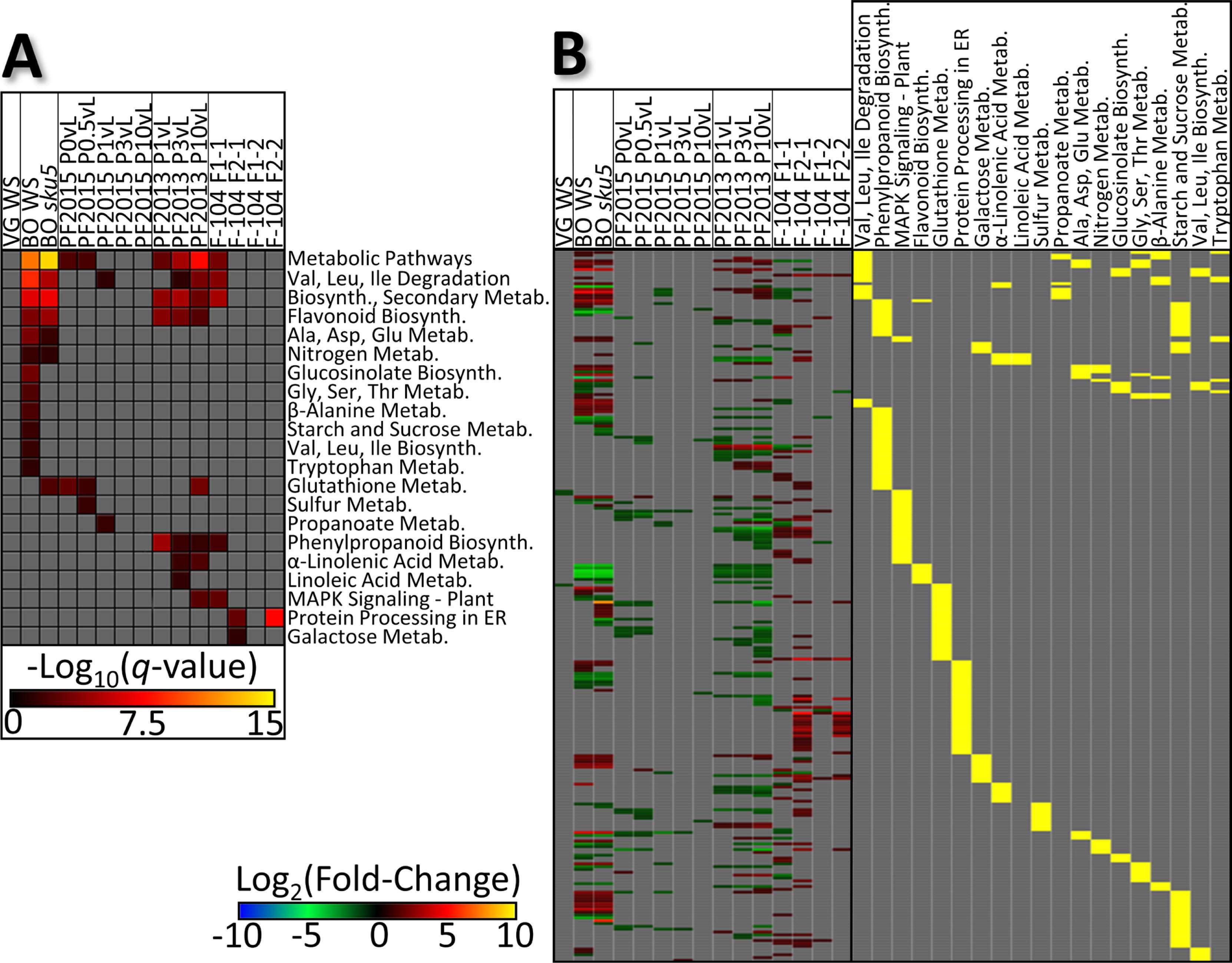 KEGG pathway enrichments and pathway-associated DEGs. (A) KEGG pathways enriched within each dataset. The −Log10 transform of the q-values for the significance of the pathways’ enrichment is shown. (B) A heatmap of DEGs associated with enriched KEGG pathways. DEGs from all experiments are represented on the left for pathways enriched in any of the experiments. The KEGG pathways that each DEG is annotated to are indicated on the right side by yellow bars. Abbreviations: BO, Blue Origin; DEGs, differentially expressed genes; KEGG, Kyoto Encyclopedia of Genes and Genomes; PF, parabolic flight; VG, Virgin Galactic.