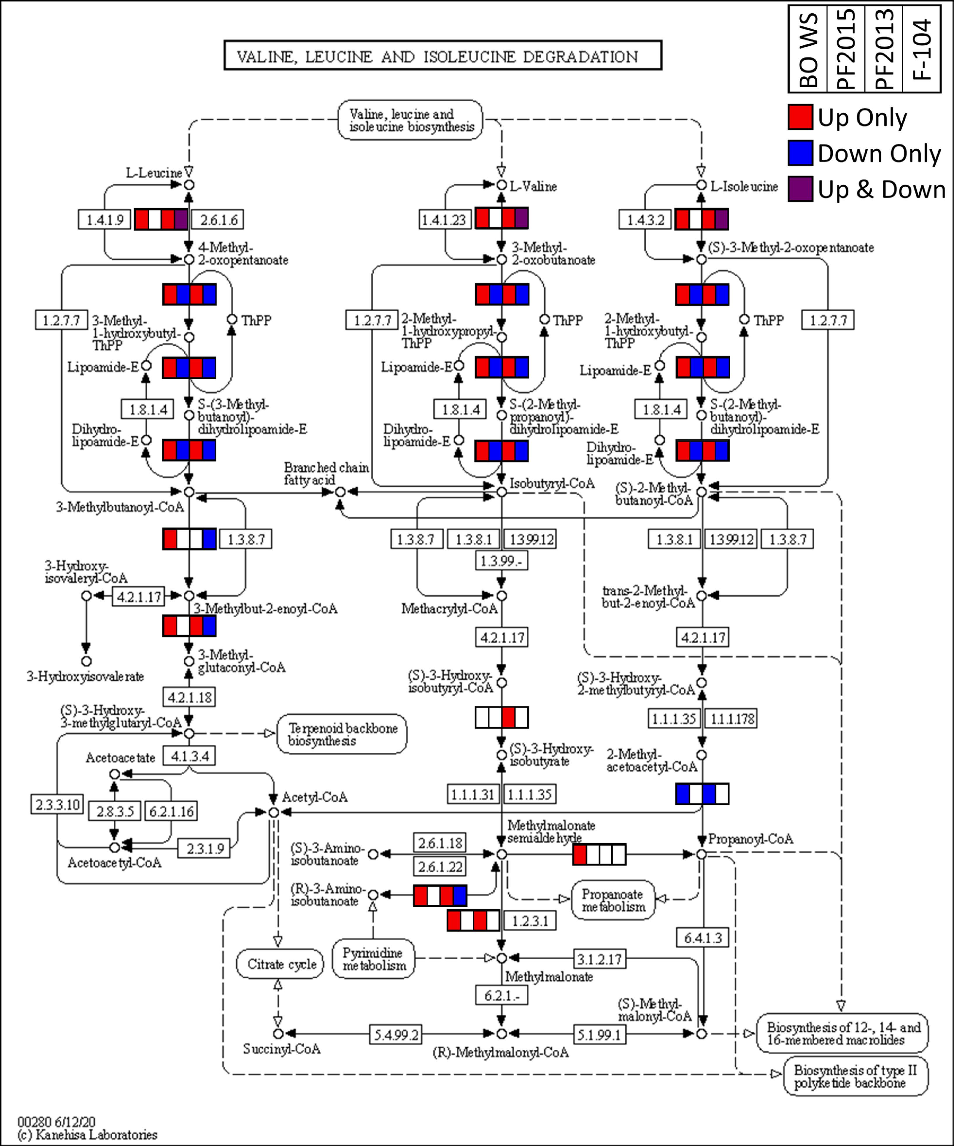 The valine, leucine, and isoleucine degradation KEGG pathway. Nodes associated with DEGs in any of the experiments, also visualized in Figure 5B, were overlaid with a grid colored based on the directionality of DEGs associated with that node in each experiment. This graphic is derived from those generated using the KEGG's Search&Color Pathway tool. Abbreviations: BO, Blue Origin; DEGs, differentially expressed genes; KEGG, Kyoto Encyclopedia of Genes and Genomes; PF, parabolic flight; VG, Virgin Galactic.