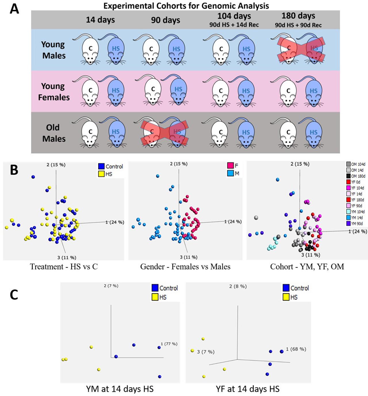 Microarray analysis of rat experimental cohorts. (A) Experimental groups represented in the microarray analysis. Groups for which no retinas were available are marked with a red X. (B) Principal component analysis (PCA) of gene expression in all experimental groups shown in A. Left, color coded for treatment; middle, color coded for gender; right, color coded by cohort (YM, YF, OM). (C) PCA showing clustering by treatment of YM and YF at 14 days of treatment.