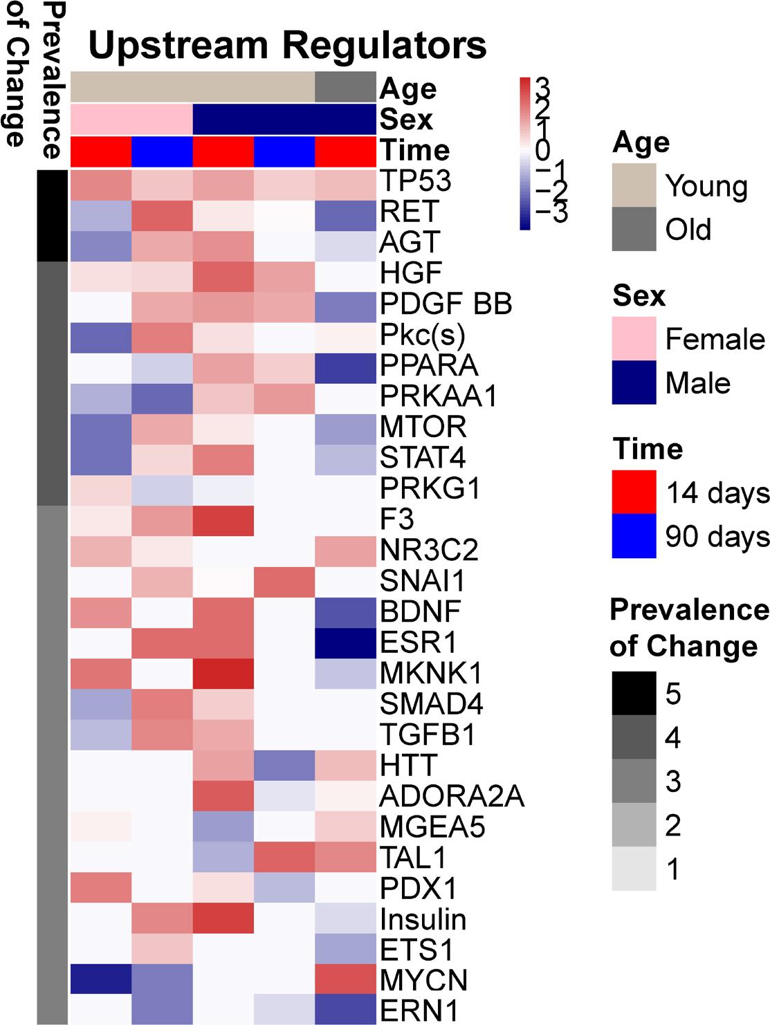 Upstream regulator analysis utilizing Ingenuity Pathway Analysis (IPA) on the significantly regulated genes (FDR < 0.05). The results are shown only for the common upstream regulators across 14 and 90 days as a heatmap of the activated z-scores.