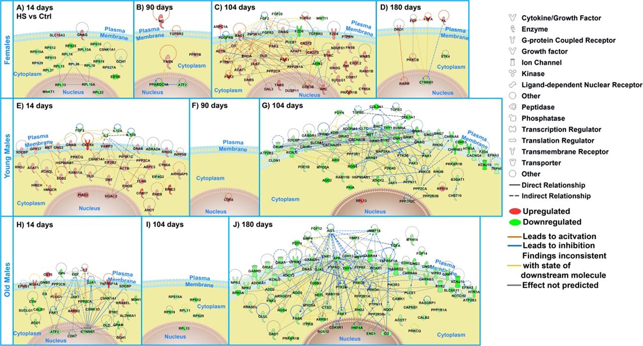 Network diagram of “Key Genes” comparing HS vs controls for females for (A) 14 days, (B) 90 days, (C) 104 days, and (D) 180 days. For young males for (E) 14 days, (F) 90 days, and (G) 104 days. For old males for (H) 14 days, (I) 104 days, and (J) 180 days. Transcriptionally upregulated genes in red, downregulated genes in green and connectivity with predicted relationships between these key genes are displayed using Ingenuity Pathway Analysis software. The figure legend indicates the line relationship with solid lines representing known direct relationships between the genes and dash lines representing the known indirect relationships. The arrows in the networks represent which direction the genes are acting on each other.