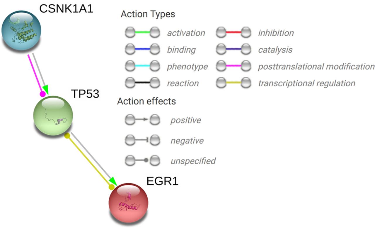 The network view of the key related genes CSNK1A1, TP53, and EGR1 interaction predicted using STRING. The figure legend displays the meaning of the line colors and symbols.