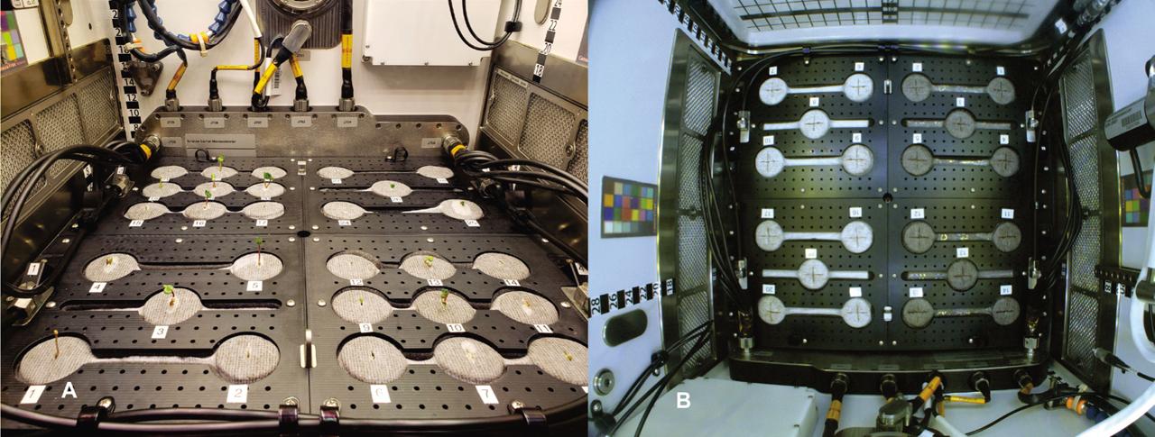 The SC quadrants with two five and nine planting positions (A). The individual planting positions show gauze covering OASIS (floral) foam. Darkening of the gauze is useful for assessing proper water dispensation into each quadrant (B). SC, science carrier.