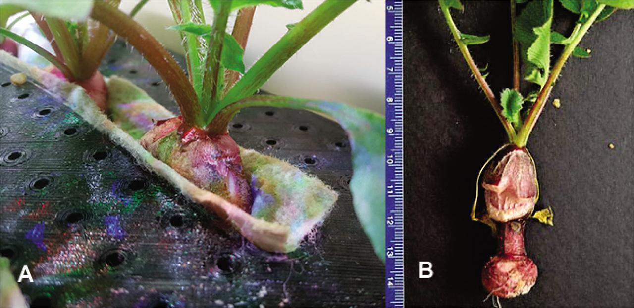 Radish seedlings grown on the SC quadrant with lid containing slits and lined with “Capillary Matting “Cap-Mat” (A). The Cap-Mat resulted in restricted radish bulb development (B). SC, science carrier.