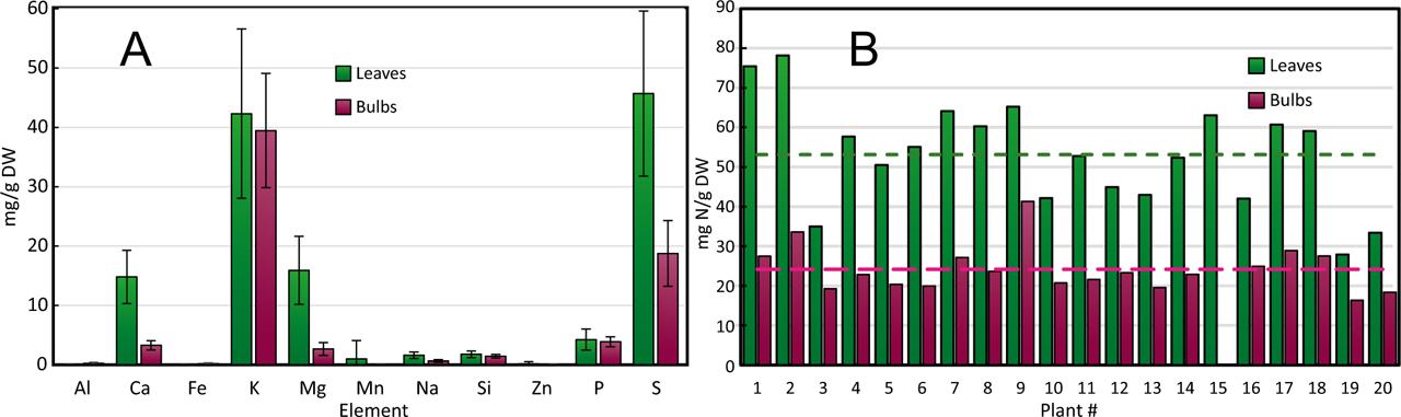 Mineral (A) and nitrogen contents (B) from radish leaves and bulbs. Importantly, the higher mineral and nitrogen content of leaves than bulbs suggest that leaves be used as food source. The average nitrogen content (dashed lines in B) is about twice as high in leaves than in bulbs.