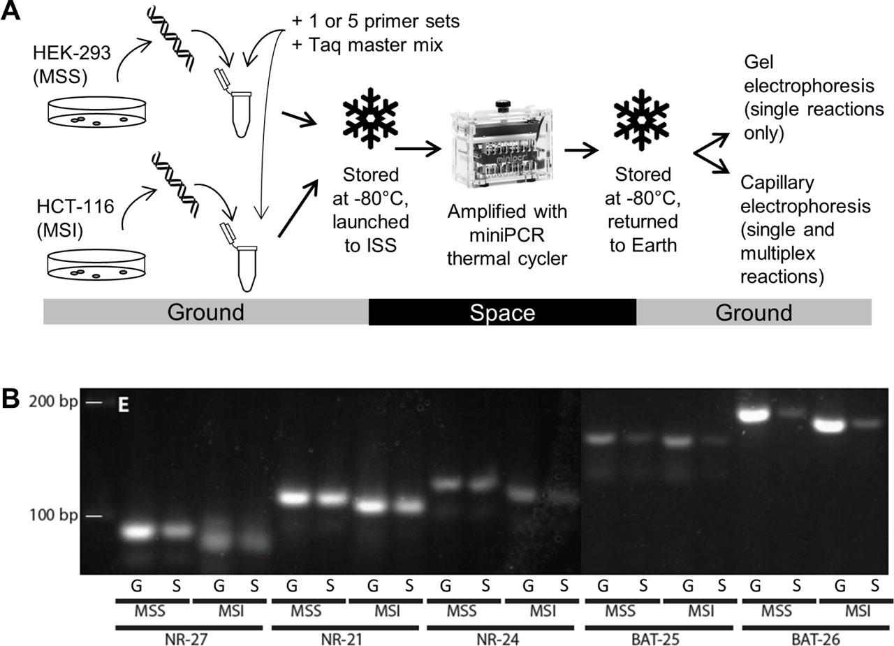 Experimental approach and gel electrophoresis results. (A) PCR samples were prepared on the ground and frozen at −80°C prior to launch to ISS. PCR took place aboard the ISS and amplified samples were frozen at −80°C for return to Earth. Electrophoresis was carried out on the ground. (B) Gel electrophoresis image of PCR products. NR-27, NR-21, NIR-24, BAT-25, and BAT-26 are the five microsatellites. MSS and MSI indicate the source of template DNA. Samples were amplified either on the ground (G) or in space (S).